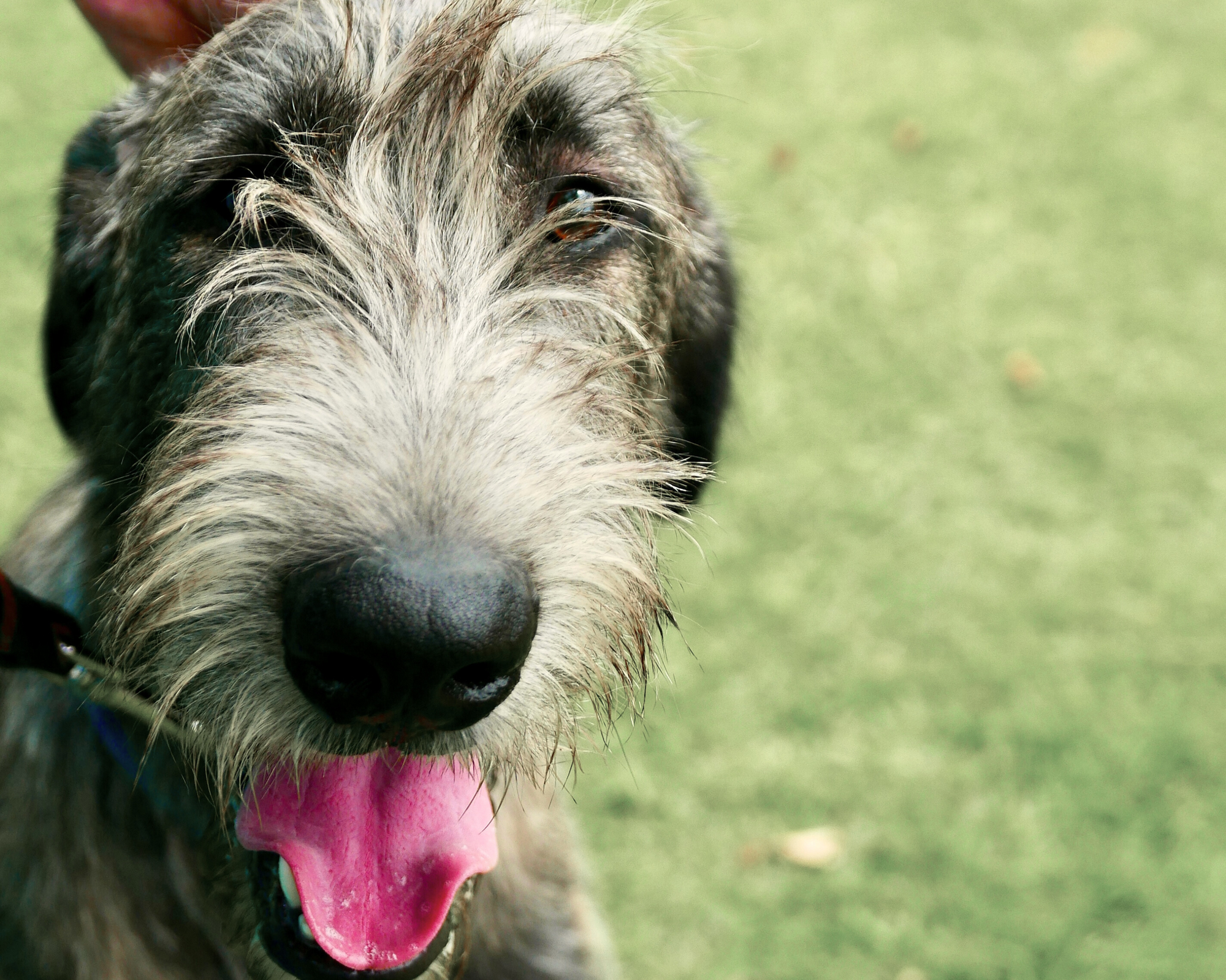 The Irish Wolfhound: A Legendary Gentle Giant