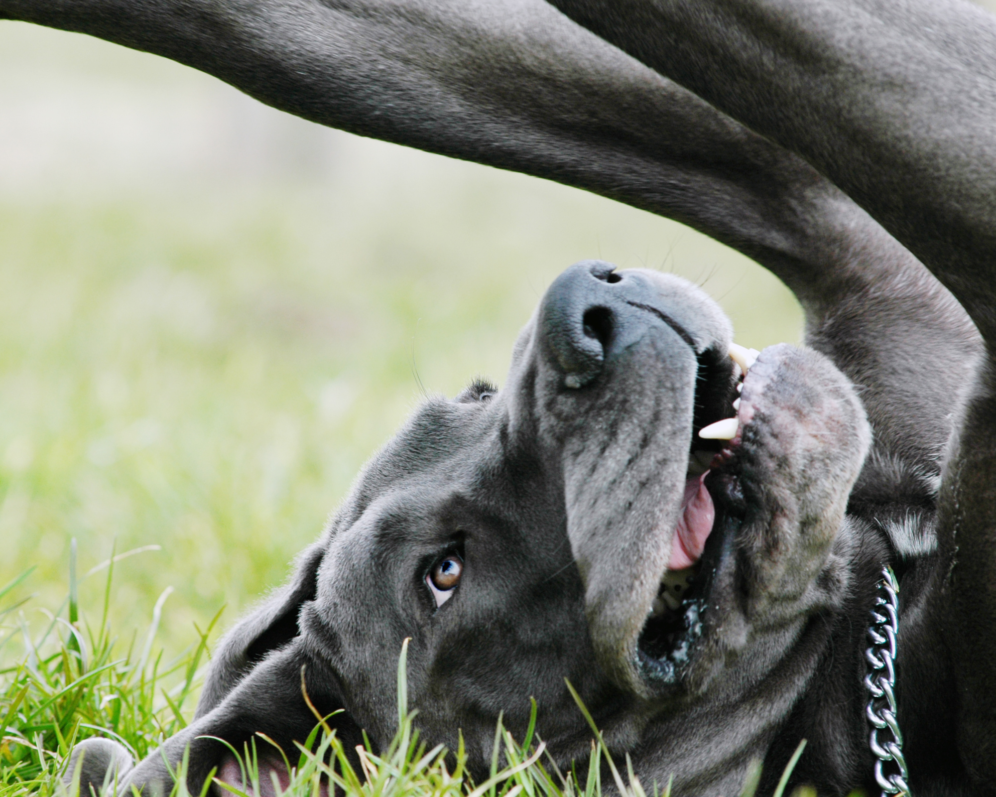Great Dane Joint Health: How to Protect Your Great Dane's Mobility for Years to Come