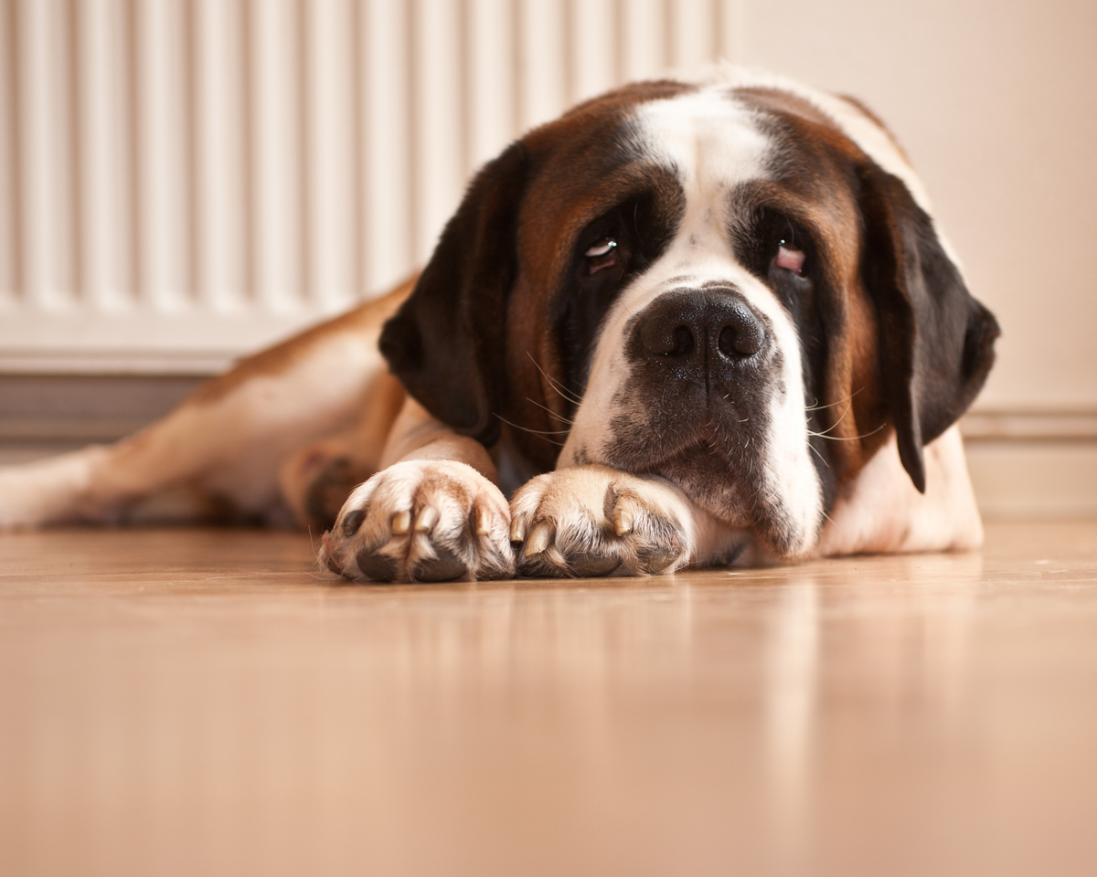 Arthritis in Saint Bernards: What Owners Need to Know