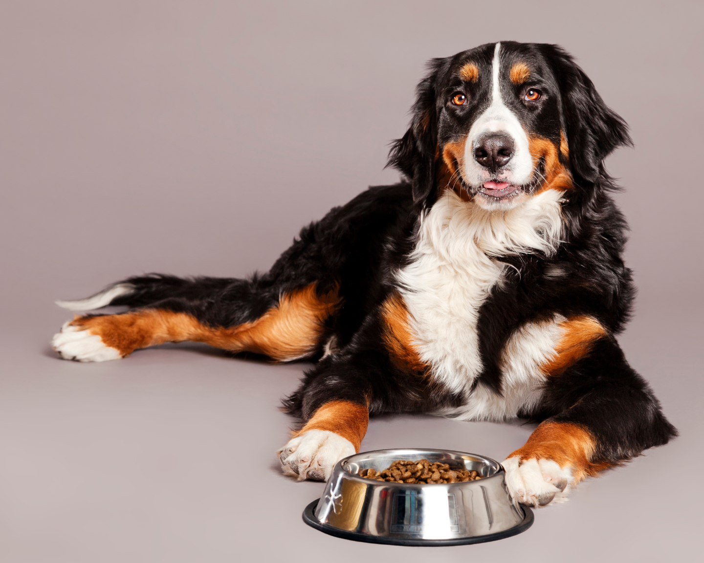 The Big Appetite: Dietary Considerations for Giant Breed Dogs