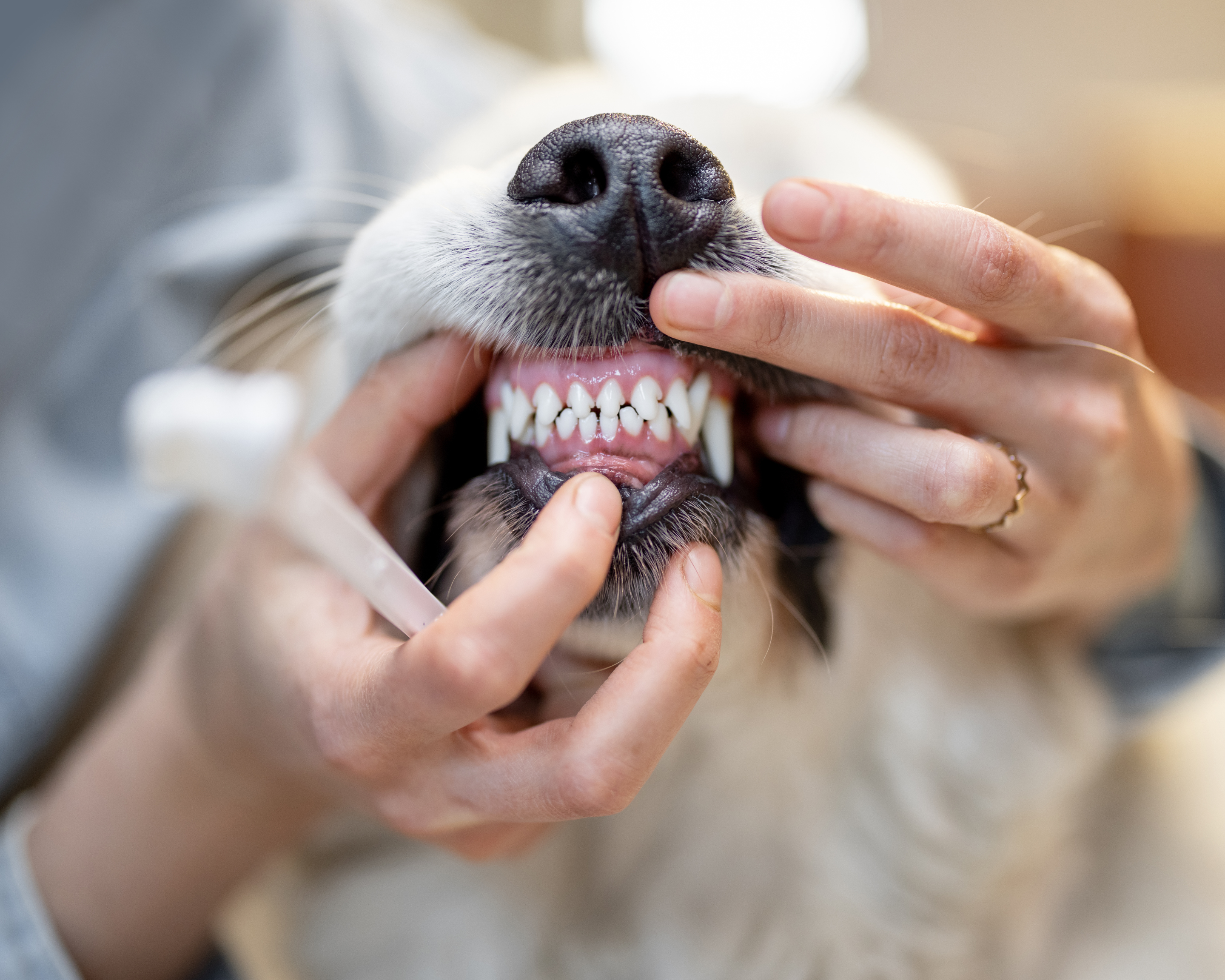 The Pain You Can't See: Why Dental Disease May Be Shortening Your Dog's Life