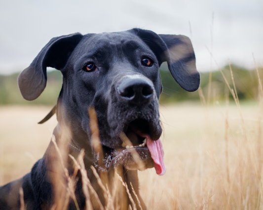 Understanding Joint Health: A Guide for Giant Breed Dog Owners