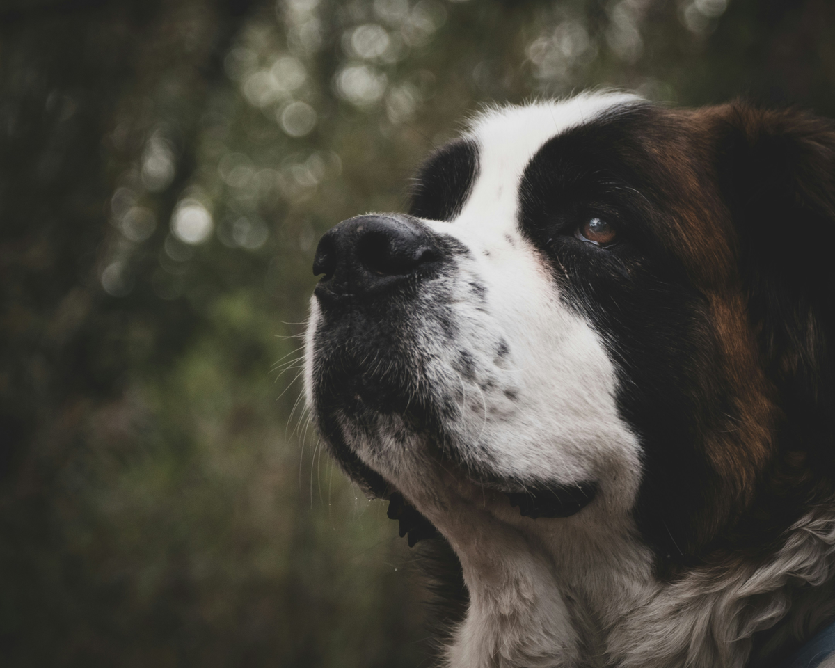 Bloat in Saint Bernards: What You Can Control (and What You Can't)