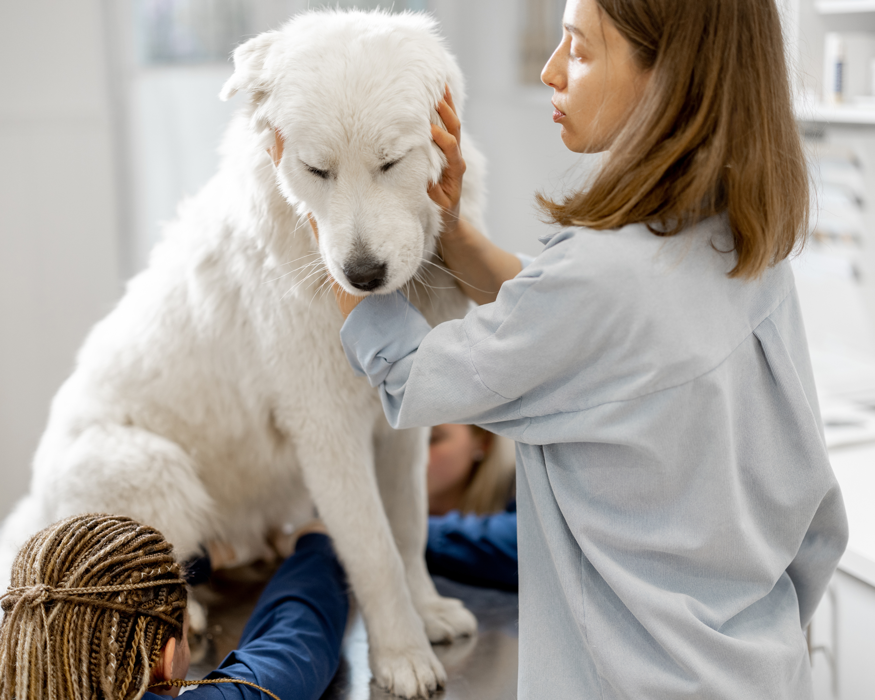 How to Be Your Big Dog’s Best Advocate at the Vet