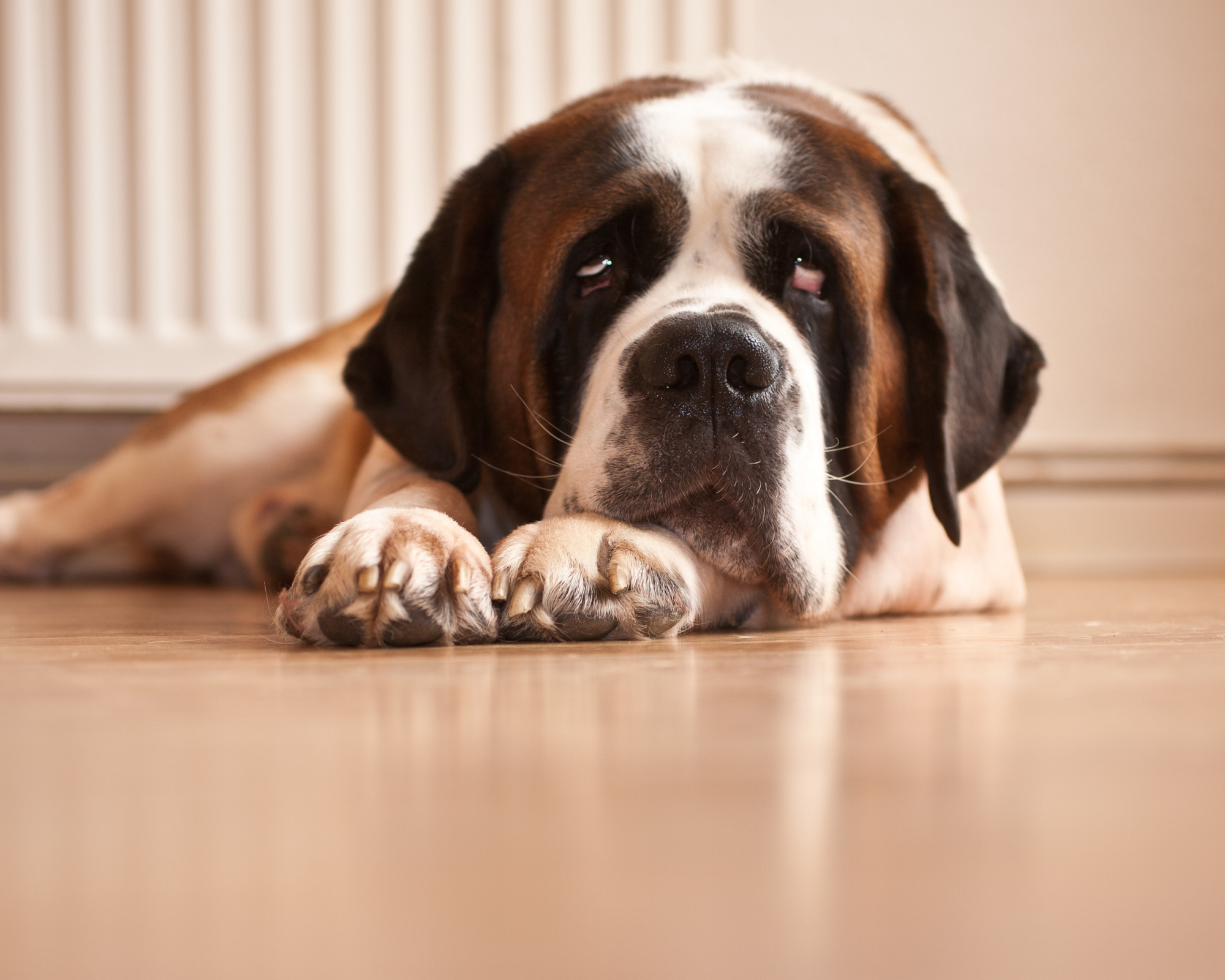 The Hidden Cost of Slippery Floors