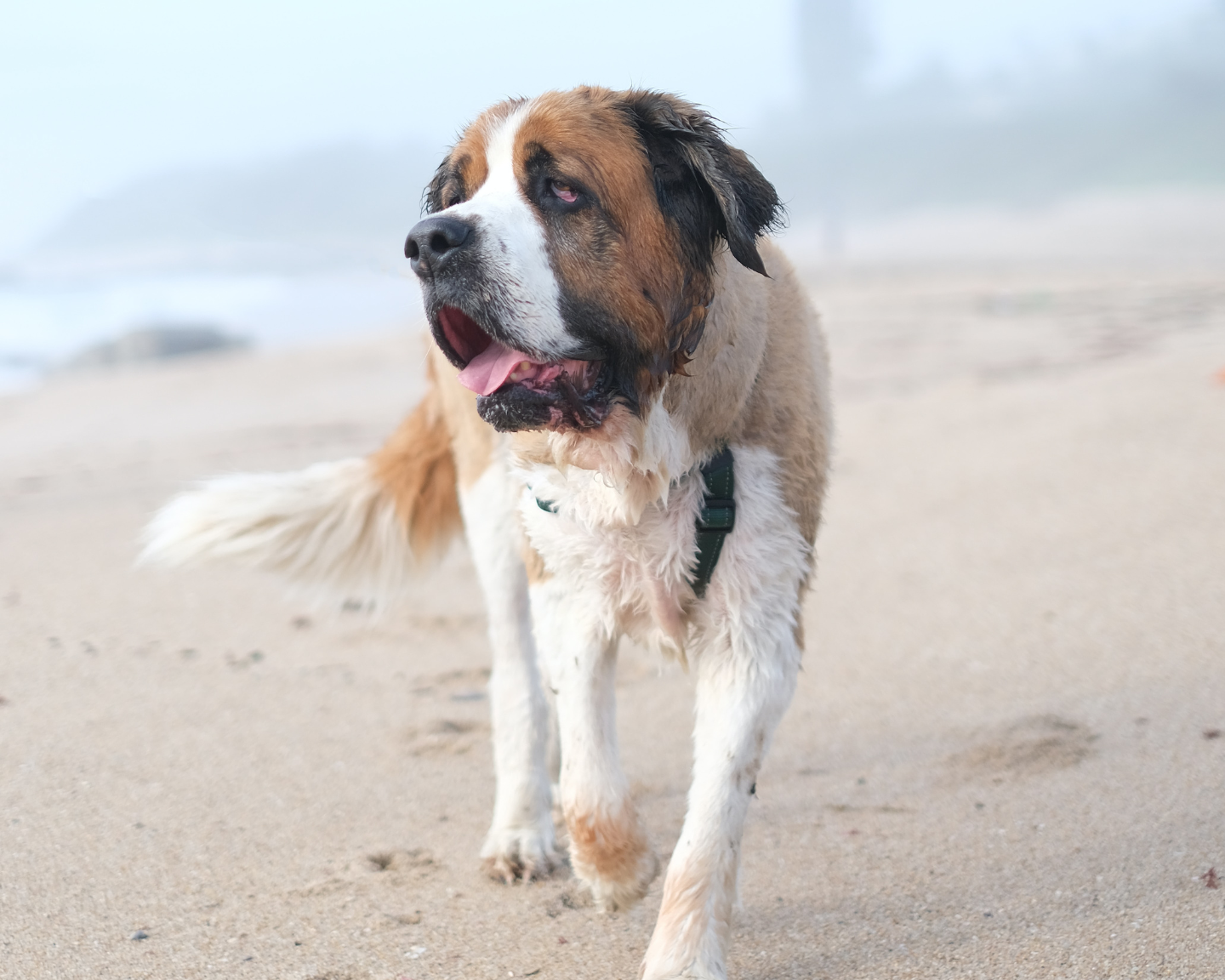 Gentle Giants on the Move: The Importance of Low-Impact Exercise for Giant Breed Dogs