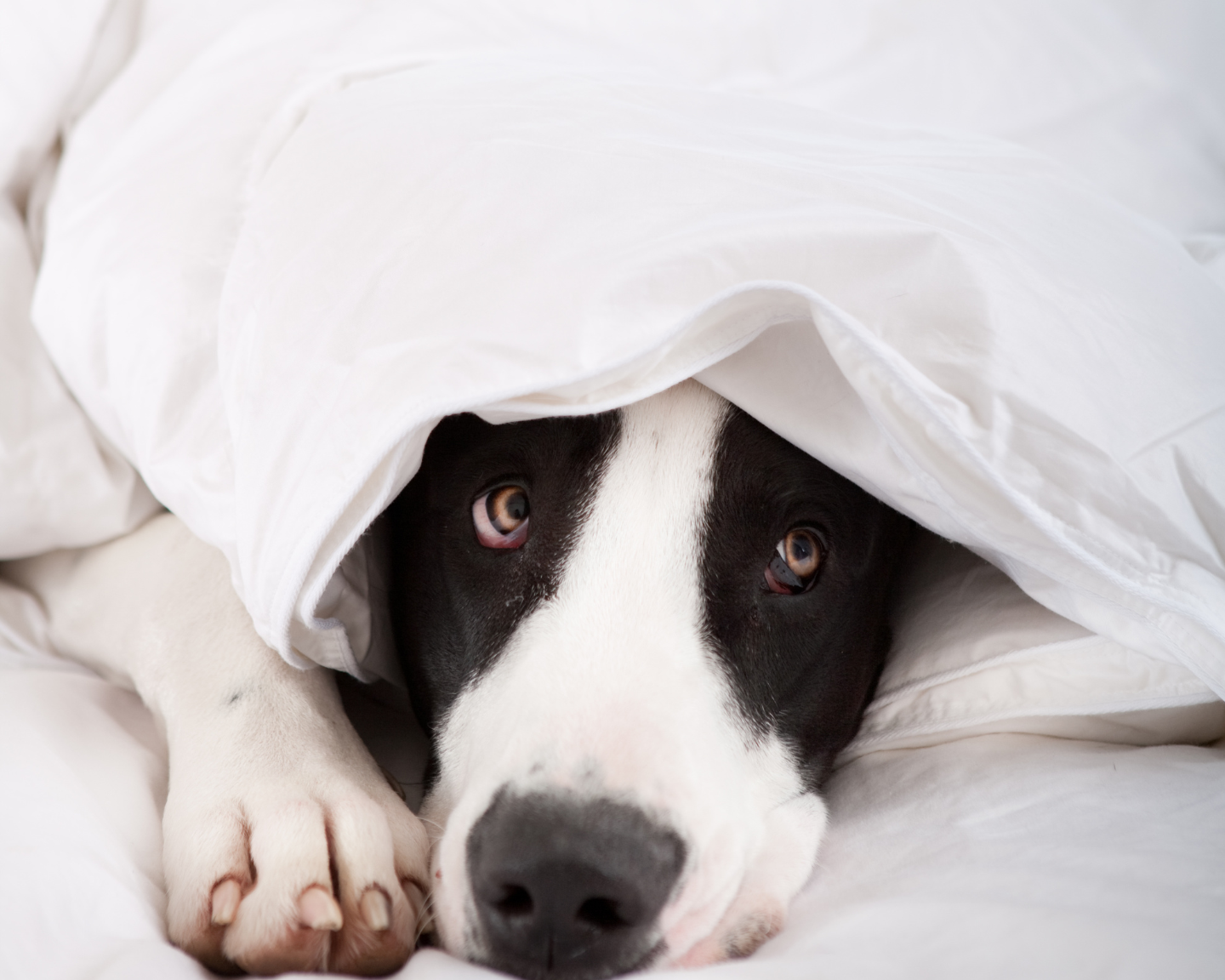 The Giant Breed Parent’s Guide to 4th of July Safety