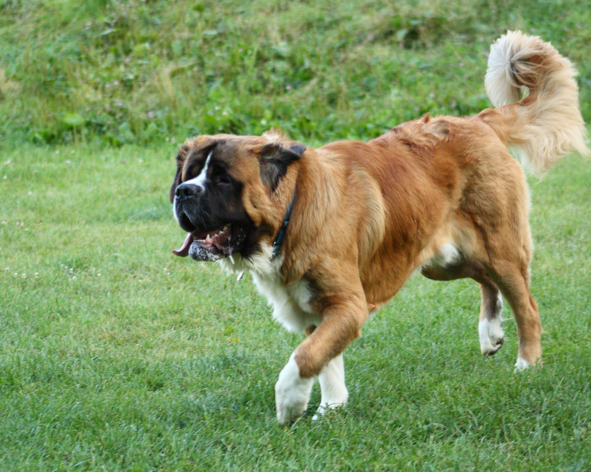 Saint Bernard Joint Health: Protecting Your Gentle Giant's Mobility