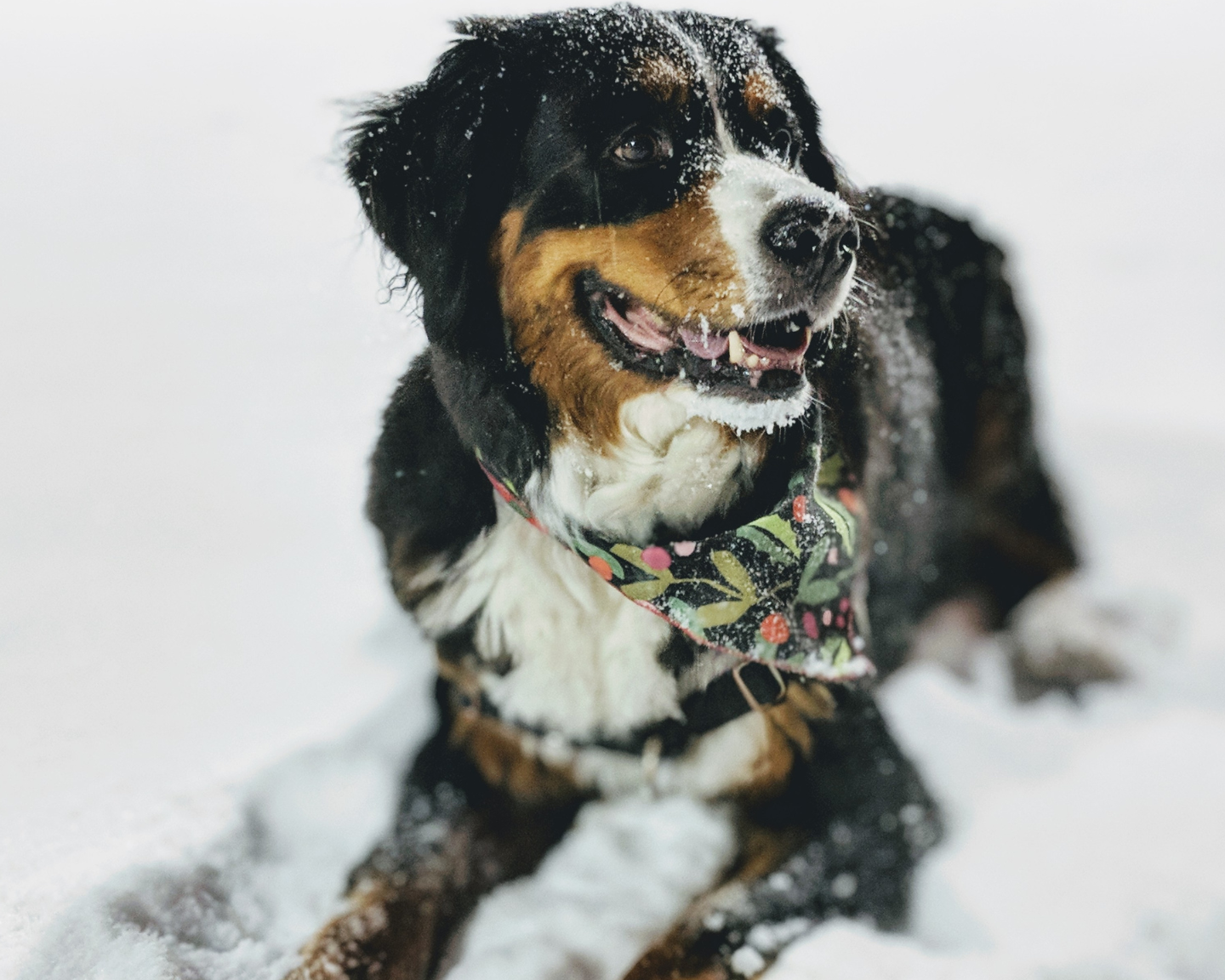 Navigating Winter with Furry Friends: Essential Considerations for Dog Owners