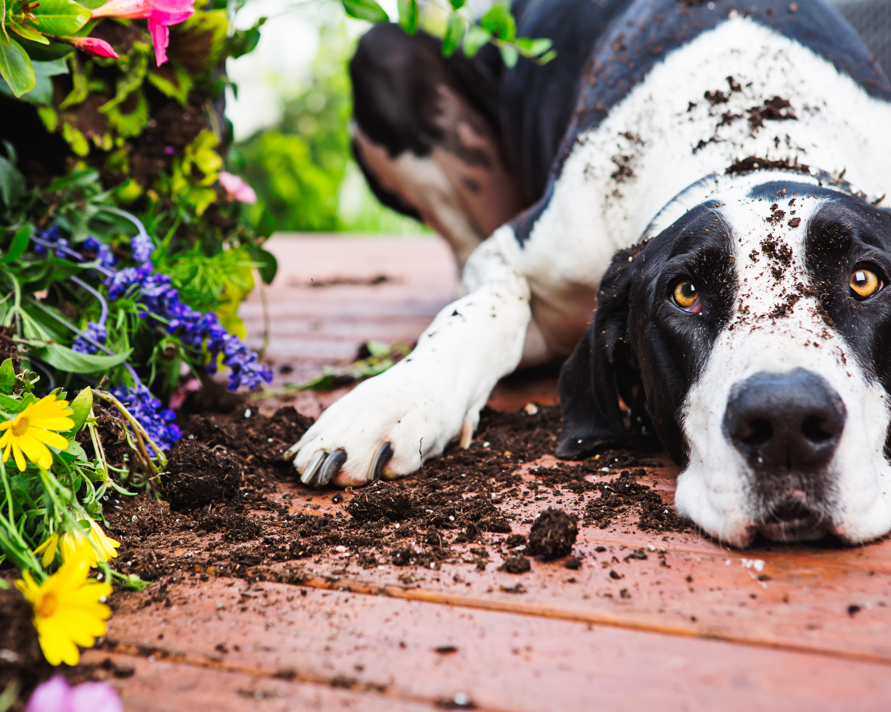 What Your Giant Breed's Behavior Is Trying to Tell You