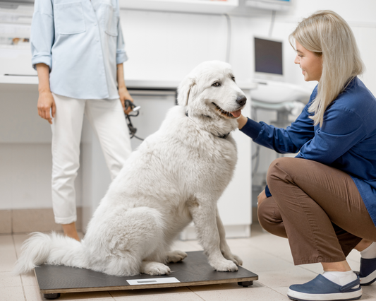 Giant Breed Joint Care Guide: When to Start and Why It Matters