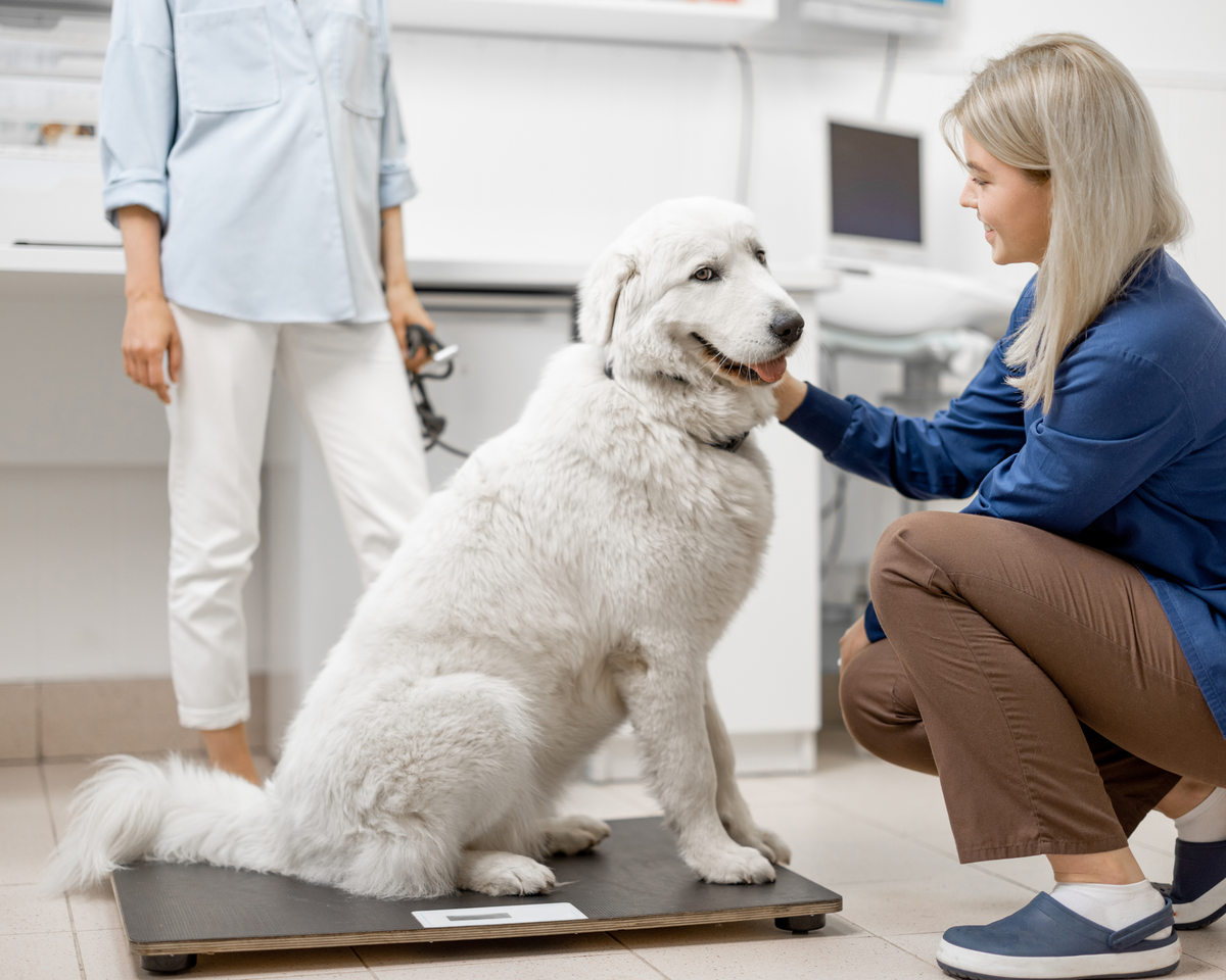 Common Dog Advice That's Wrong for Giant Breeds