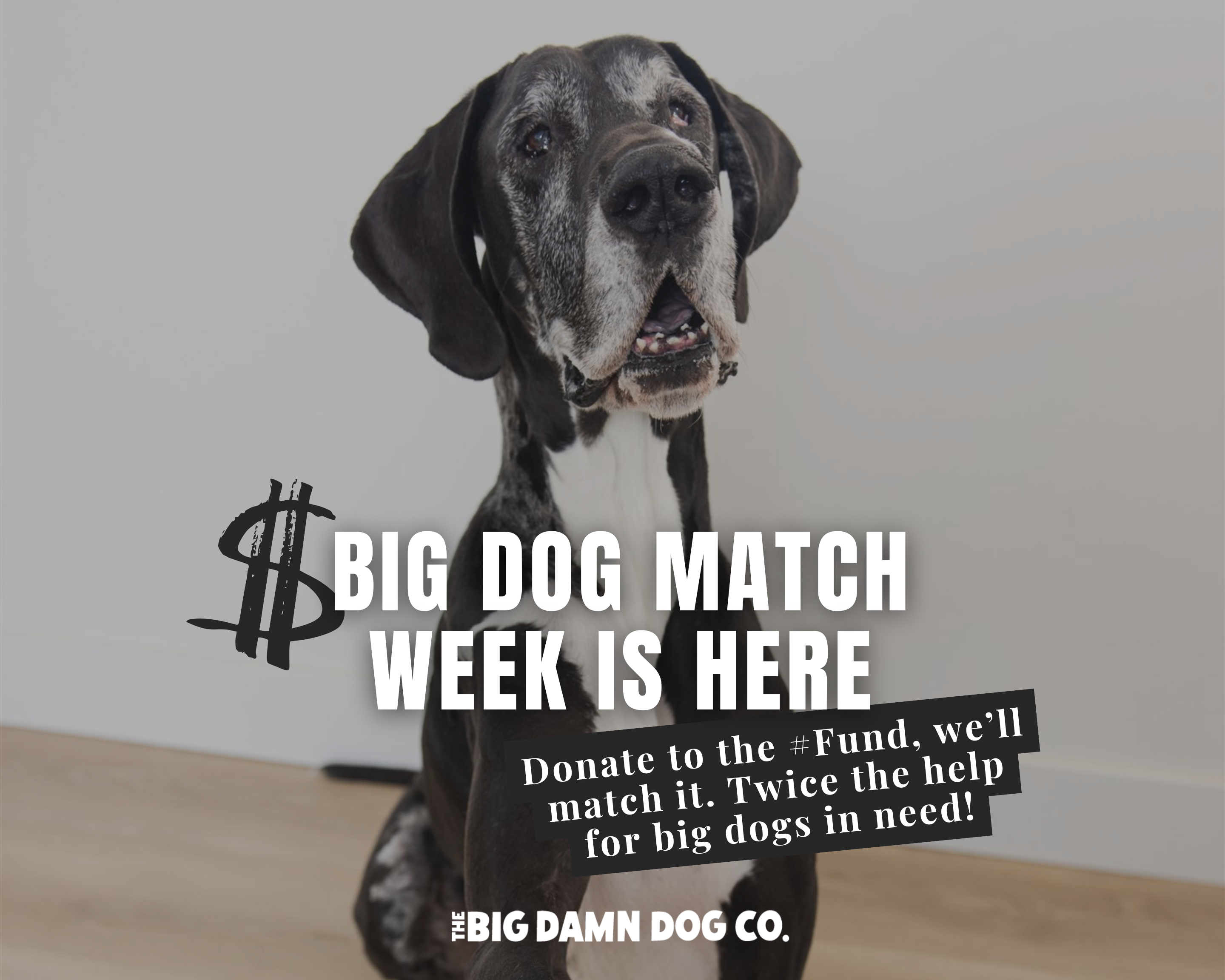 Big Dog Match Week: Every Dollar Doubled for the Big Ones
