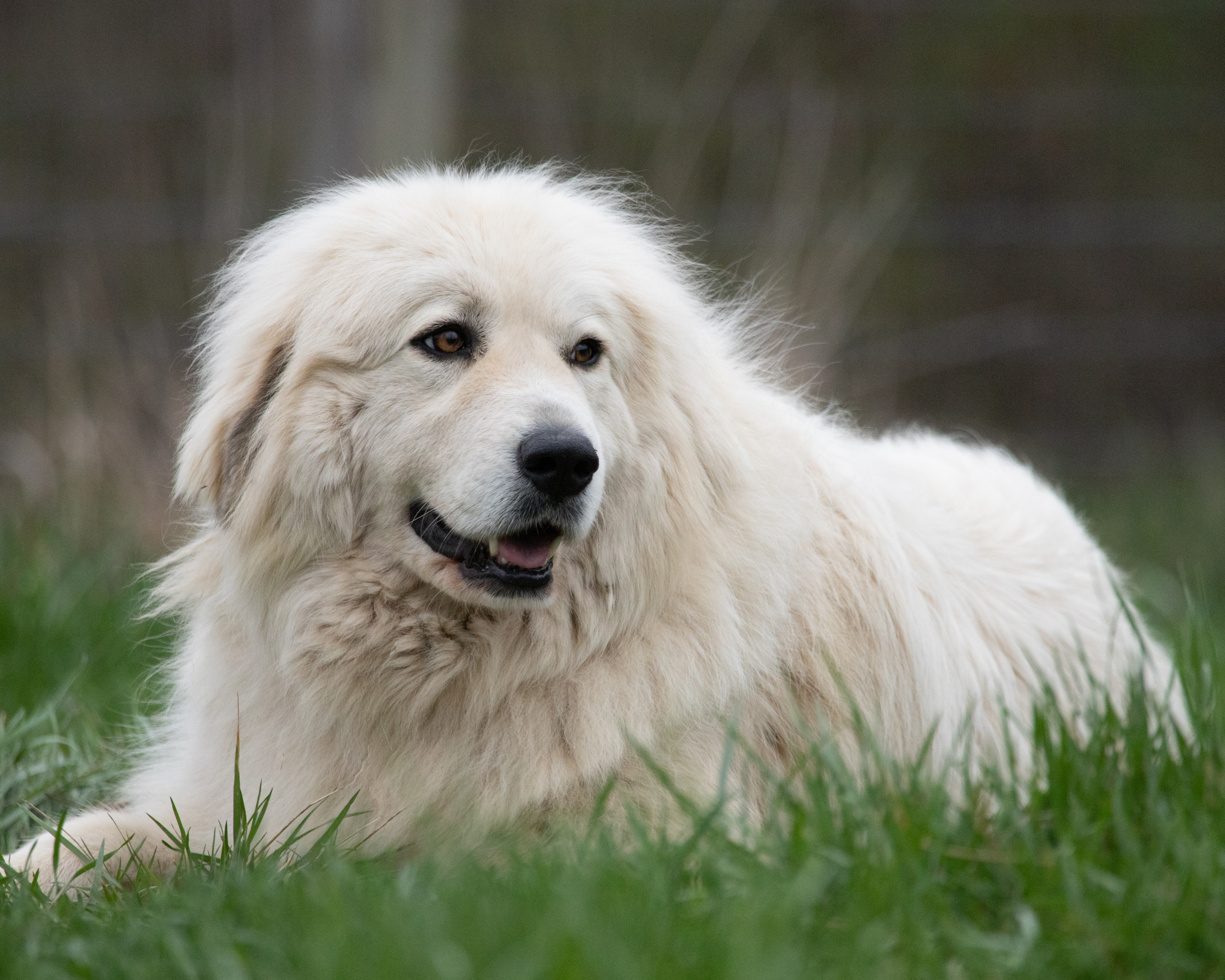 When a Limp Isn’t Just a Limp: What Giant Breed Owners Should Know About Bone Cancer