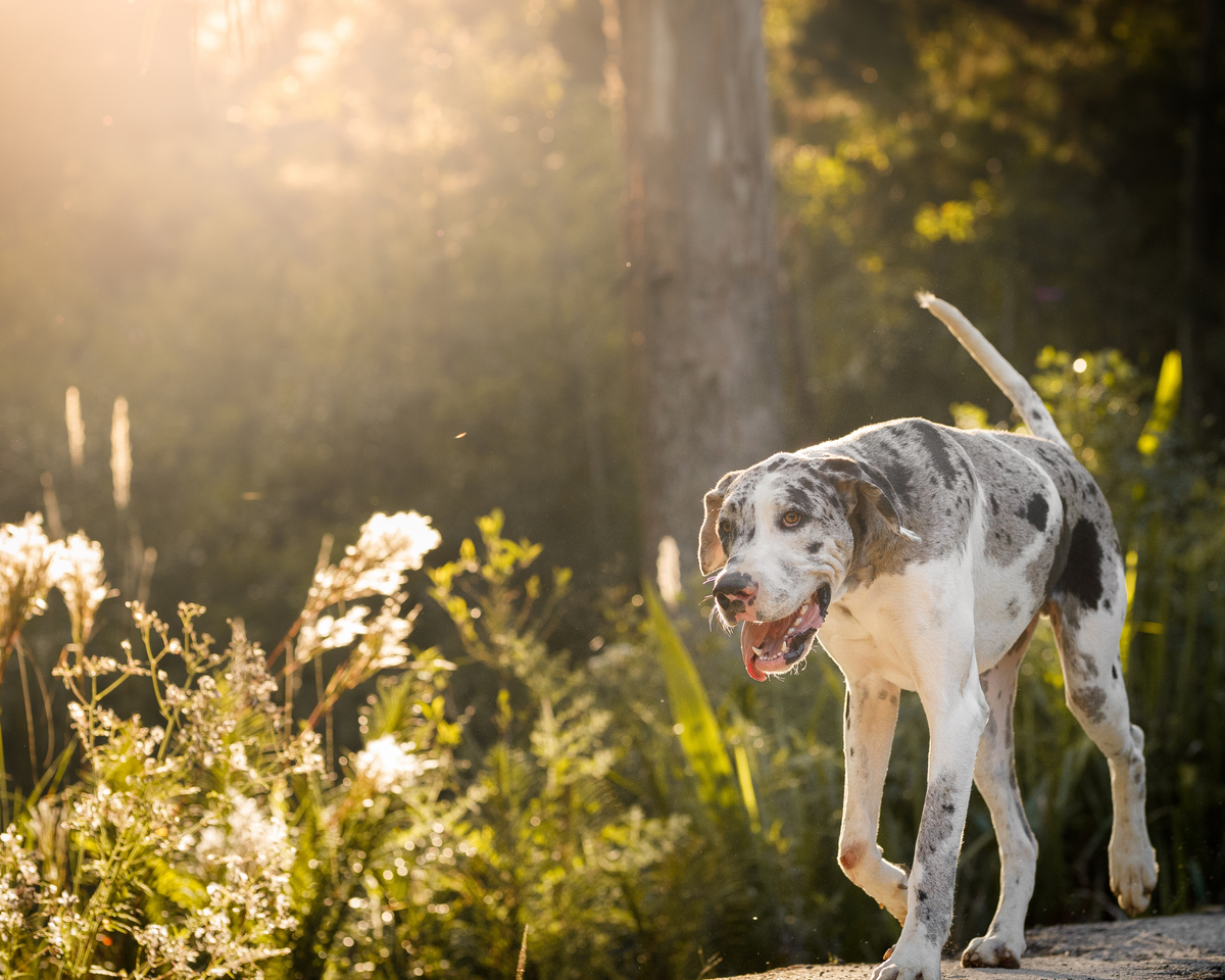 Spring Allergies in Dogs: Signs, Triggers, and What Big Dog Owners Should Watch For