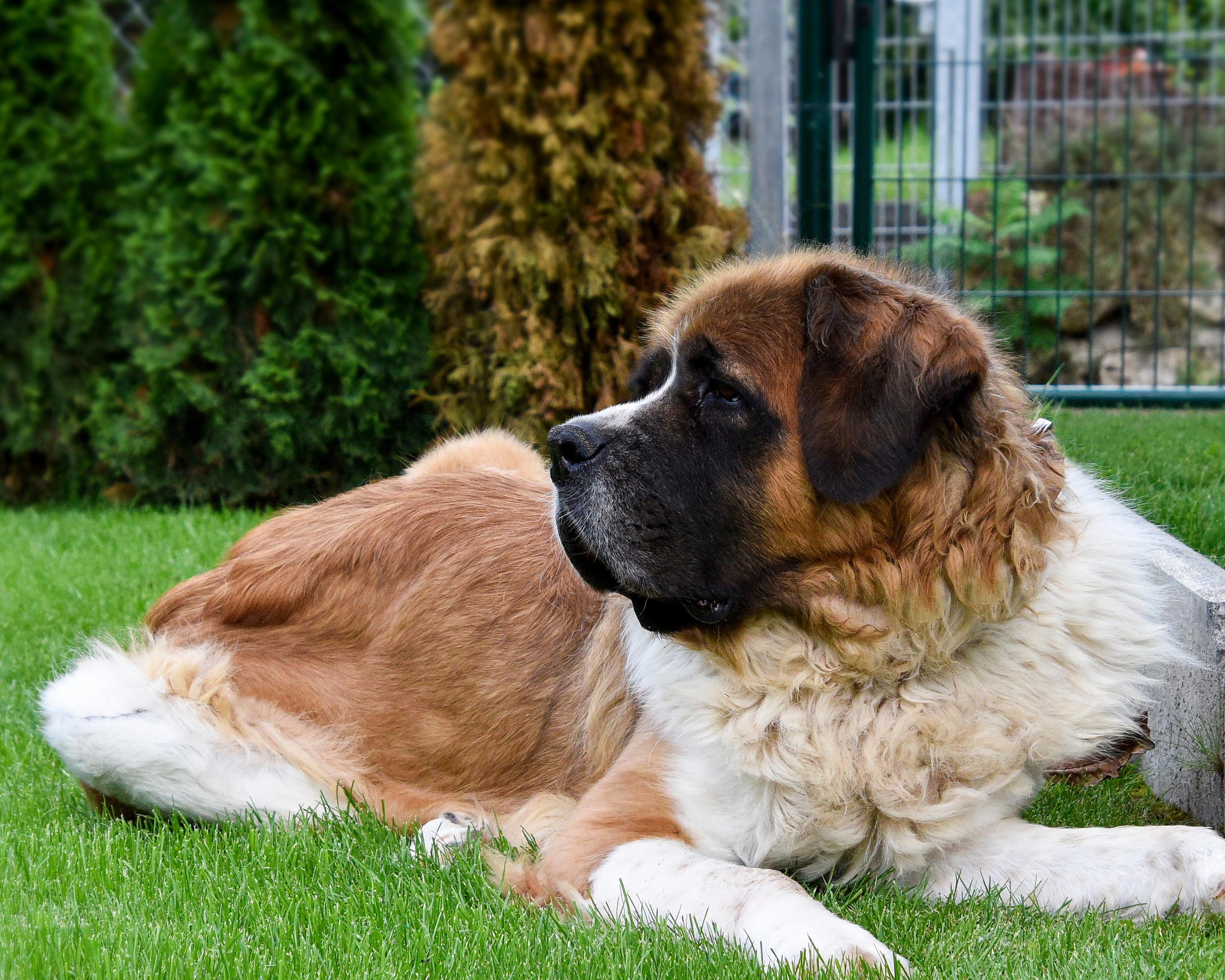 10 Subtle Signs Your Big Dog Could Be in Pain (That Are Easy to Miss)