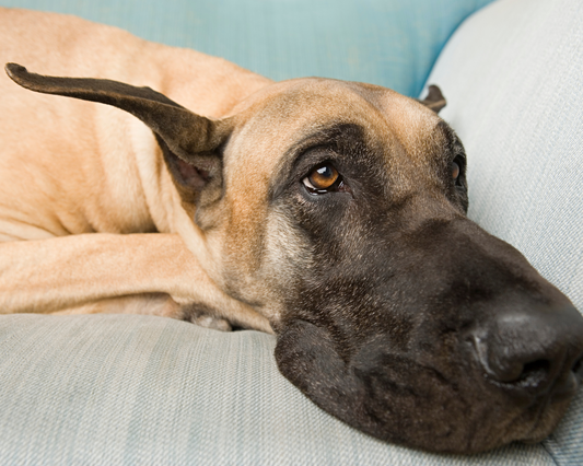 Beat the Heat: Fun Indoor Games to Keep Your Giant Breed Dog Engaged