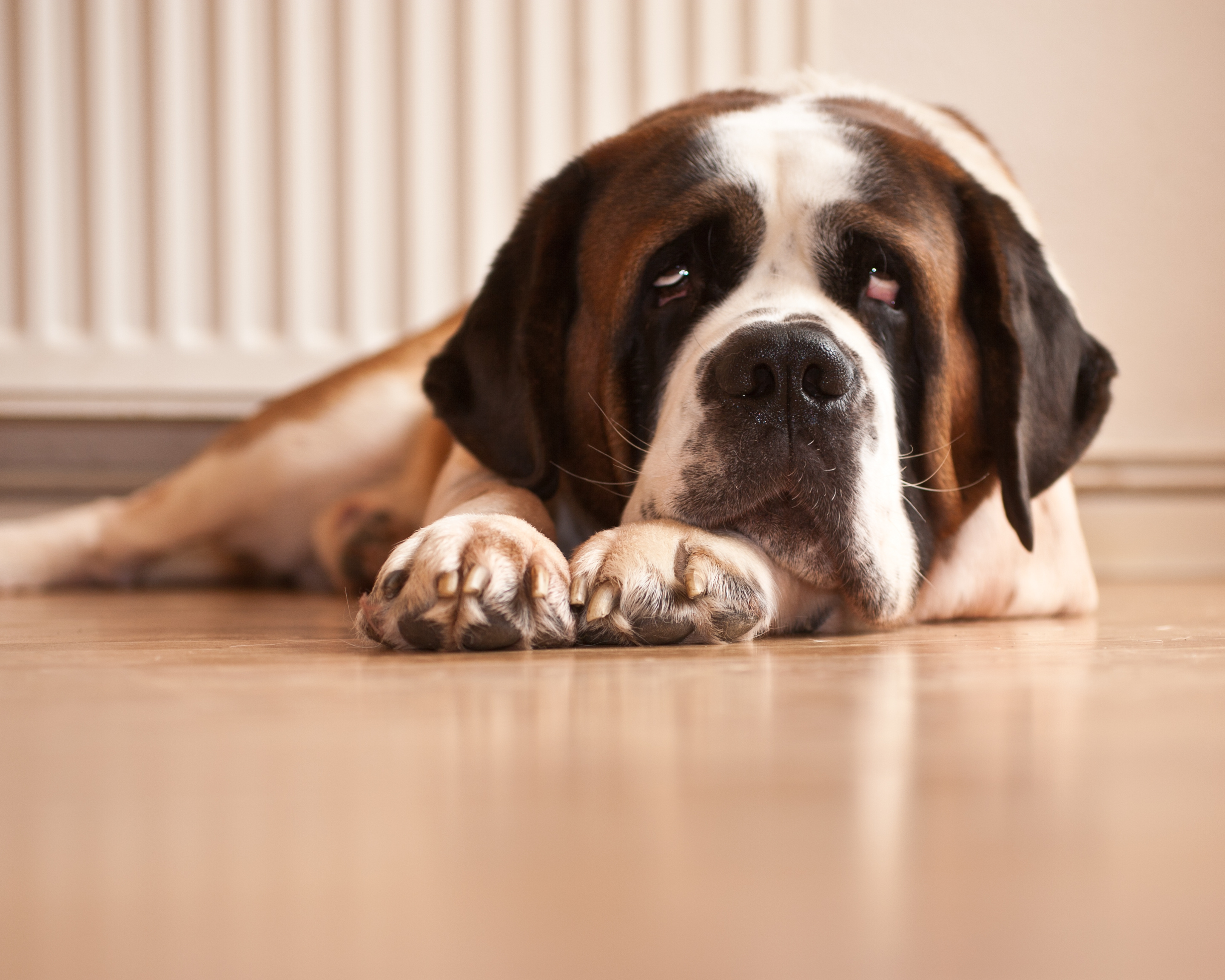 Indoor Games for Giant Breed Dogs: Summer Fun When It’s Too Hot Outside