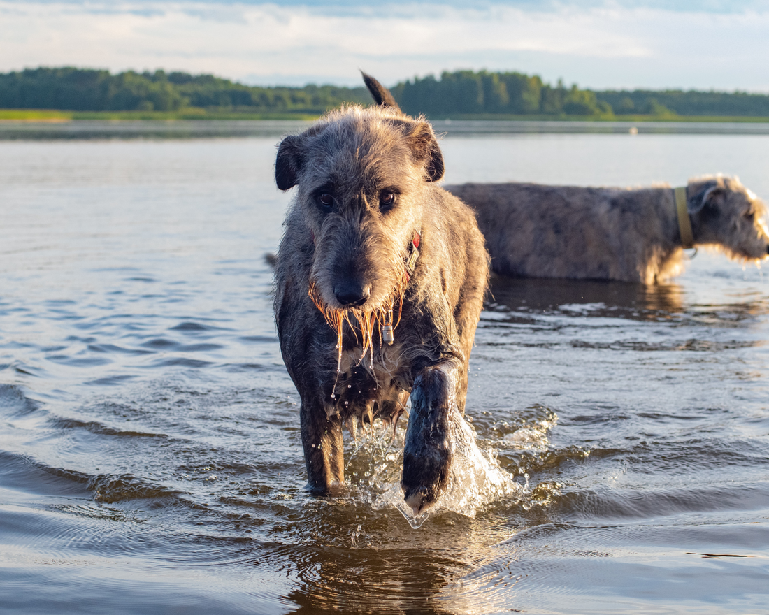 Summer Heat and Giant Breed Dogs: How to Keep Them Cool and Safe