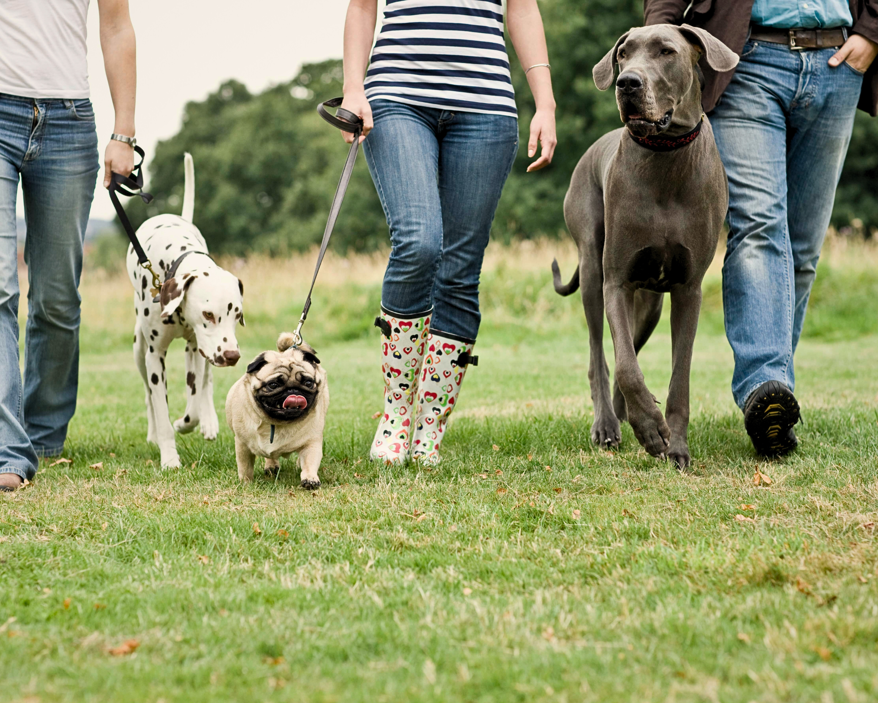 Private Dog Parks: A Safer Off-Leash Option for Big Dogs