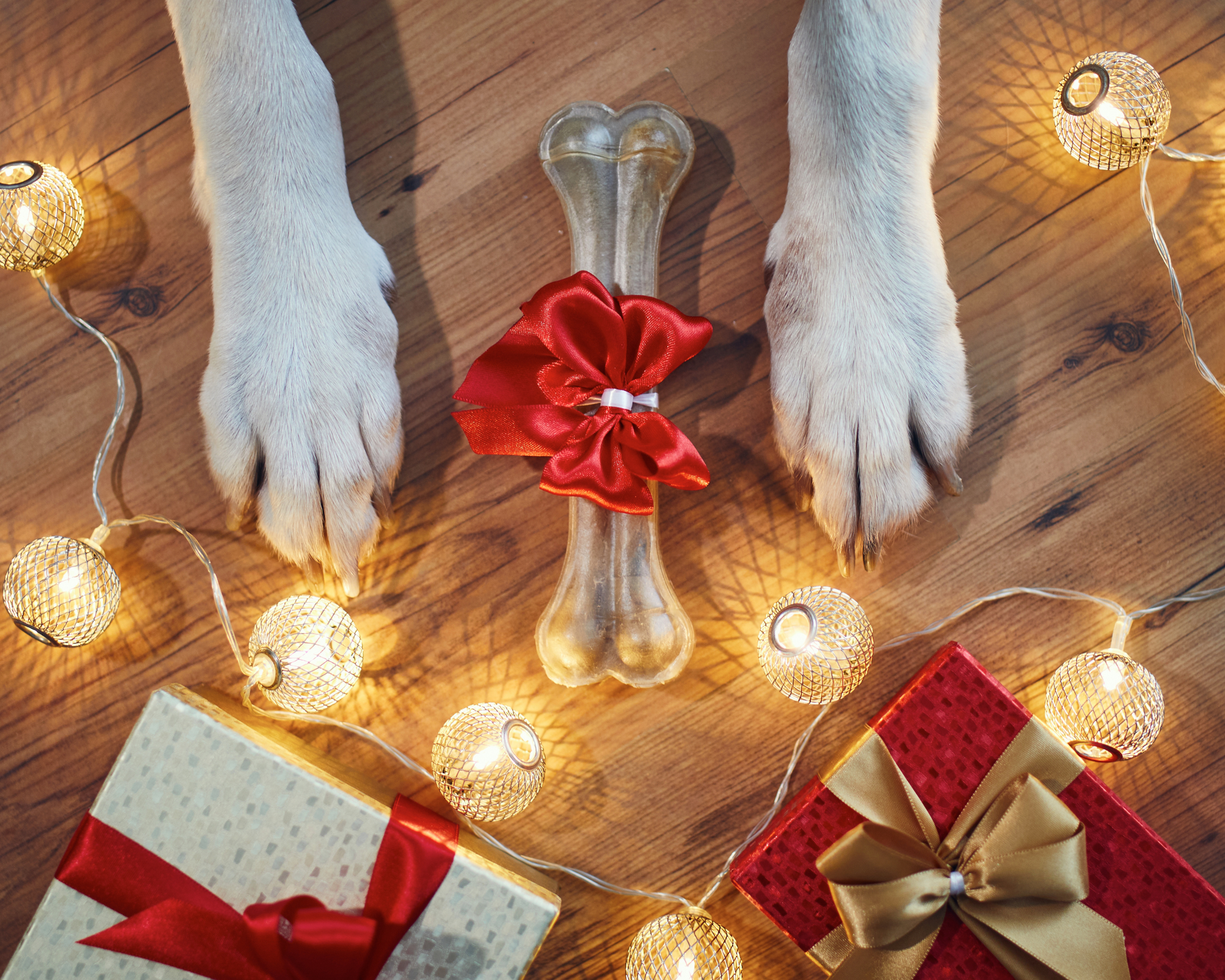 Holiday Gift Guide for Big Dogs: Big Ideas for Big Pups