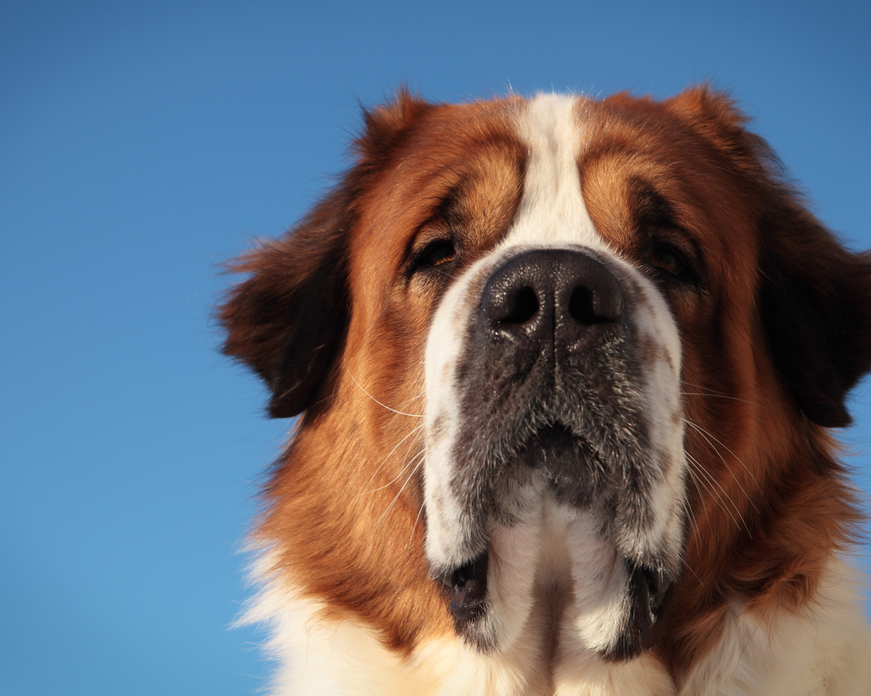 5 Easy Ways to Build Big Dog Community Near You