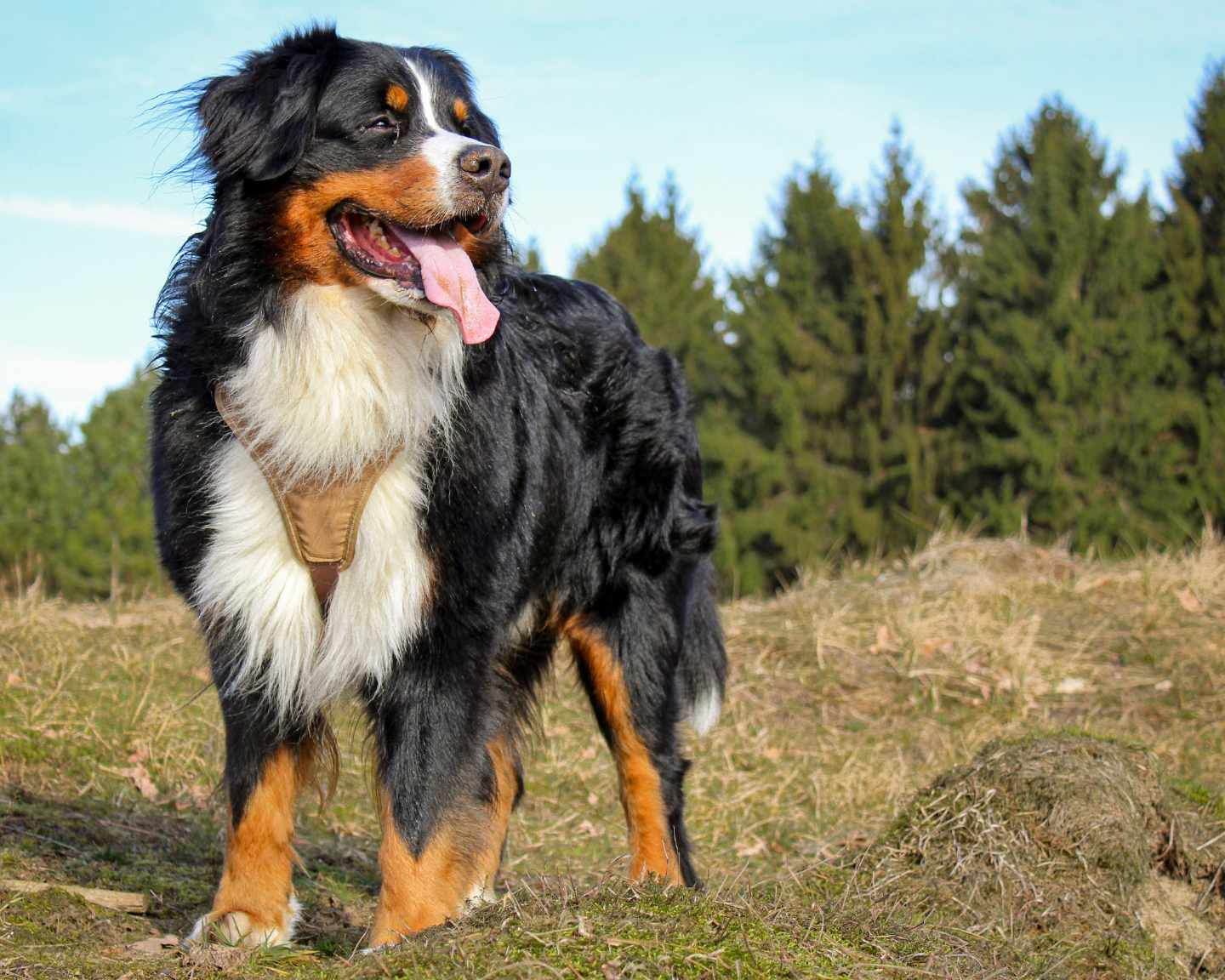 What Every Giant Breed Dog Parent Needs to Know About Joint Health (Before It’s Too Late)