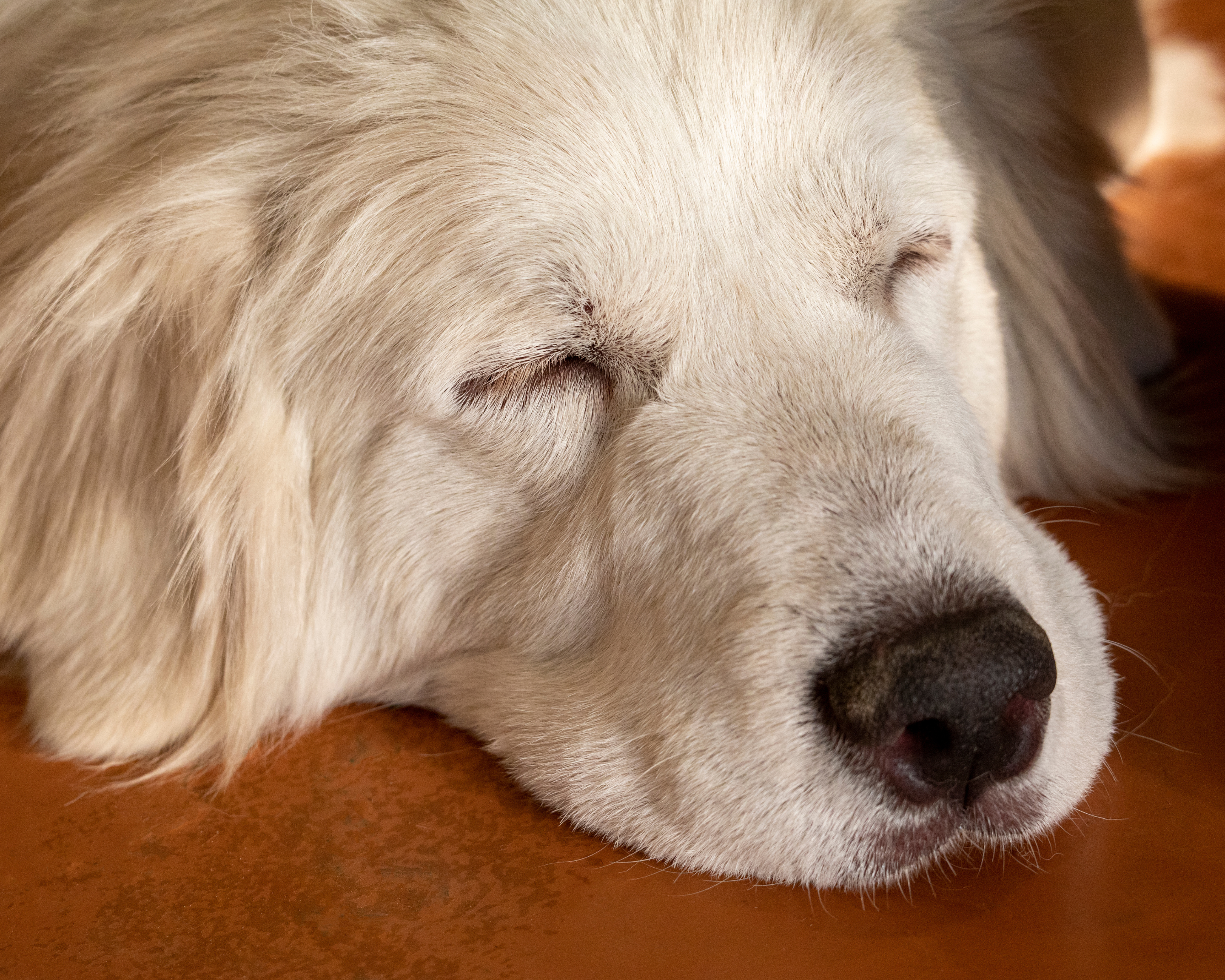 How Much Should a Giant Breed Sleep?