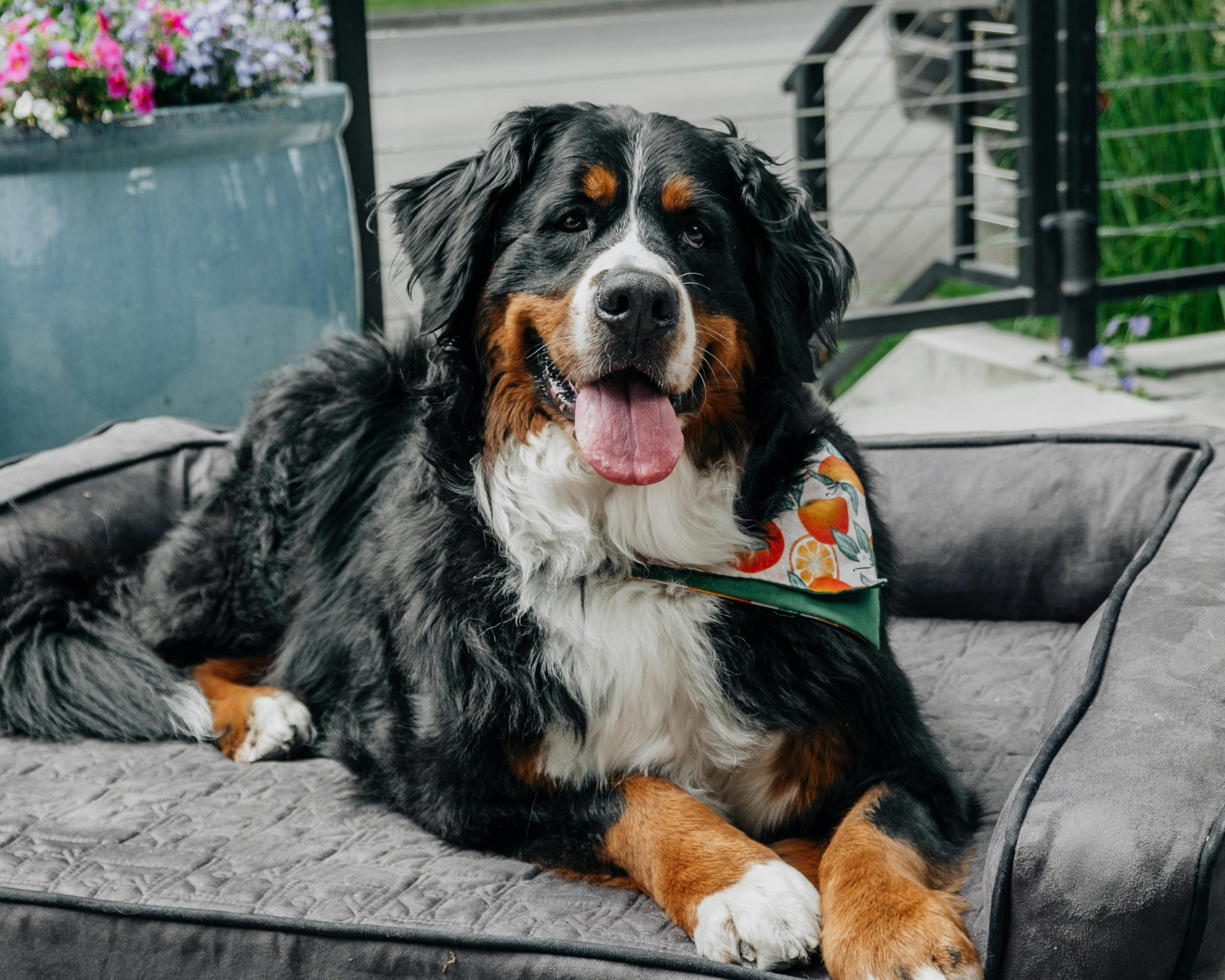 Choosing the Right Bed for Your Big Dog