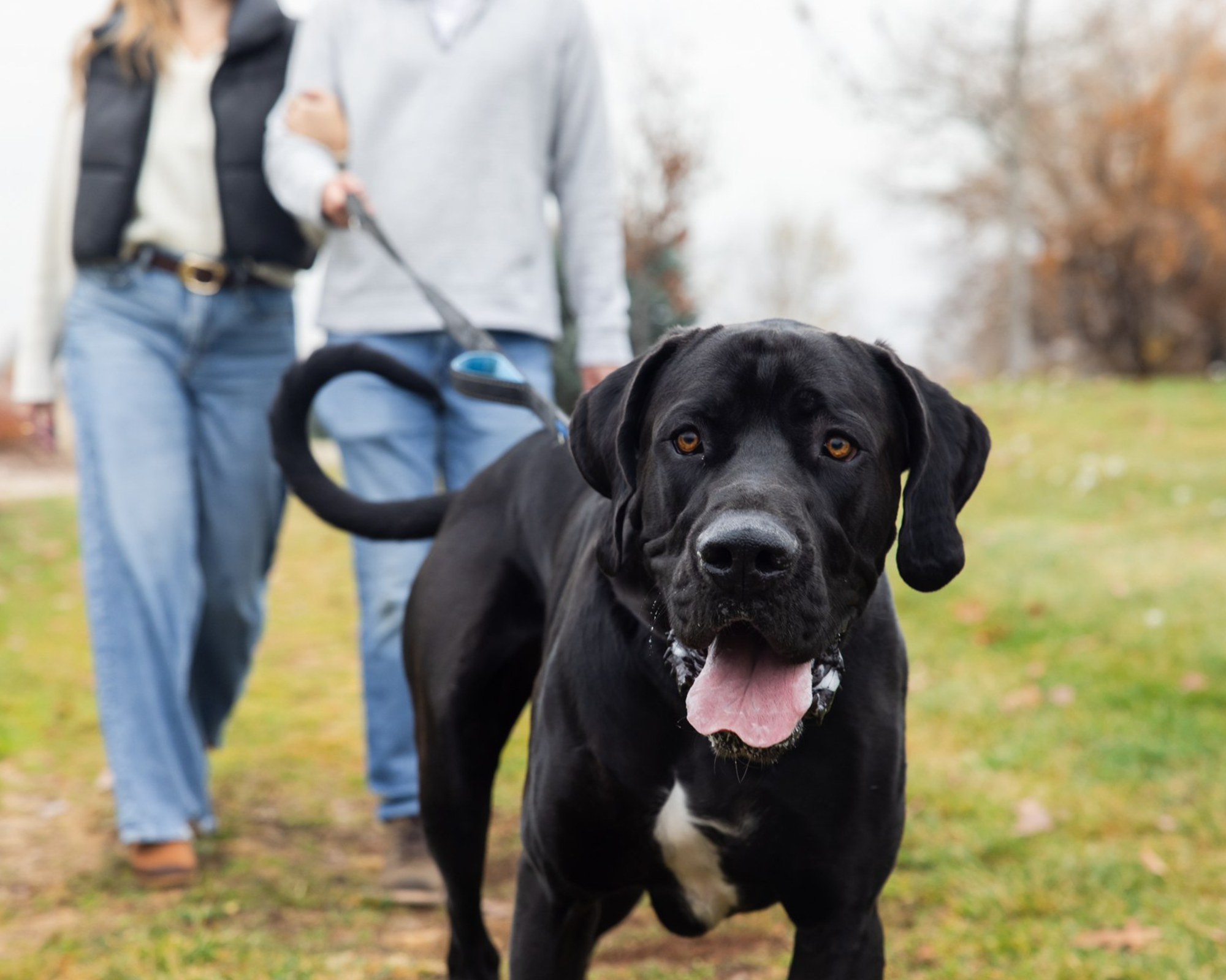 Why Training a Big Dog ISN'T Optional