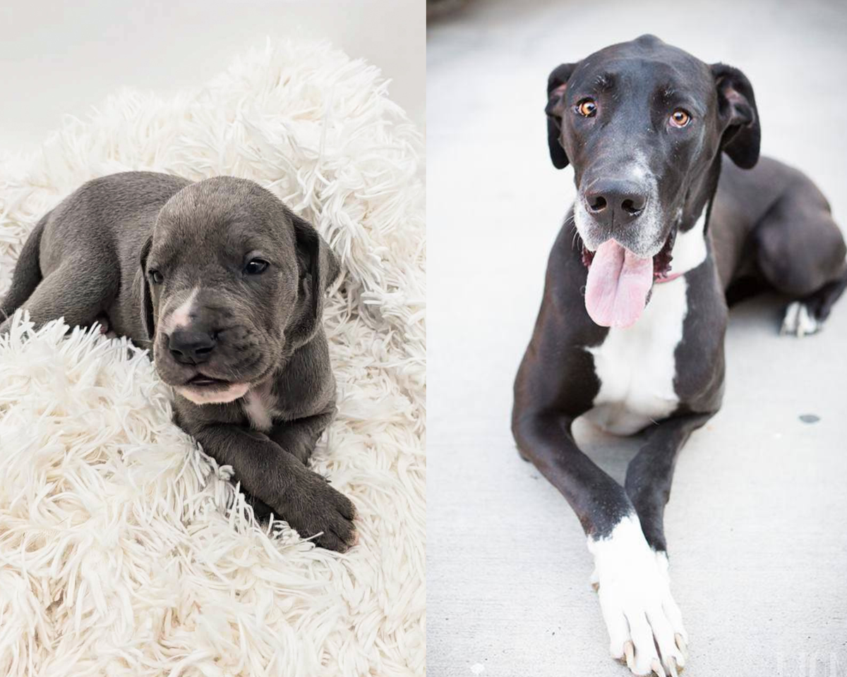 Raising a Great Dane Puppy: What We’re Doing Differently with Juniper vs. Lucy