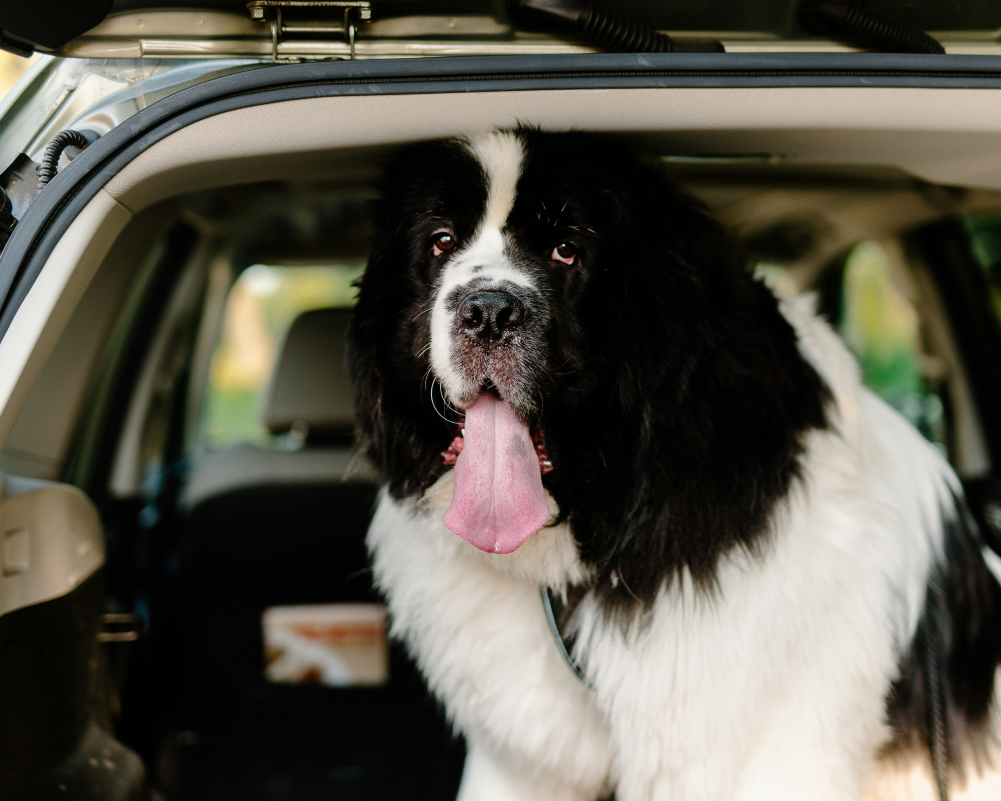 How to Travel with Your Giant Breed Dog During the Holidays