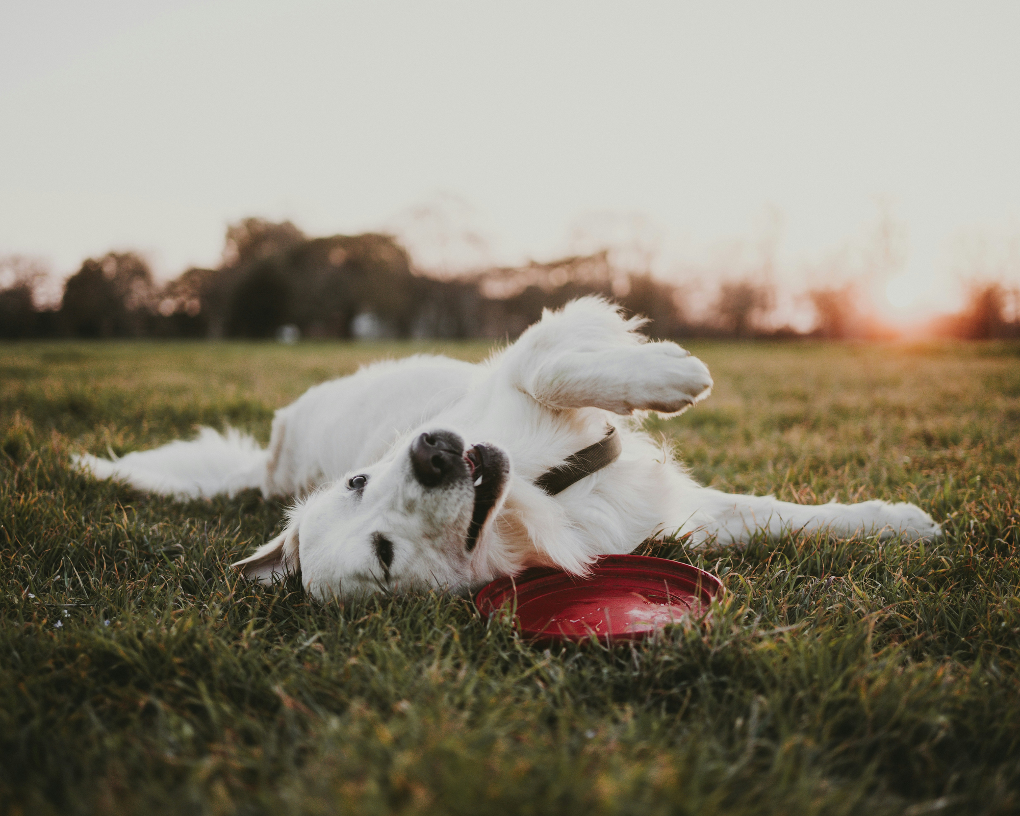 How to Keep Your Dog Calm During Thanksgiving Gatherings