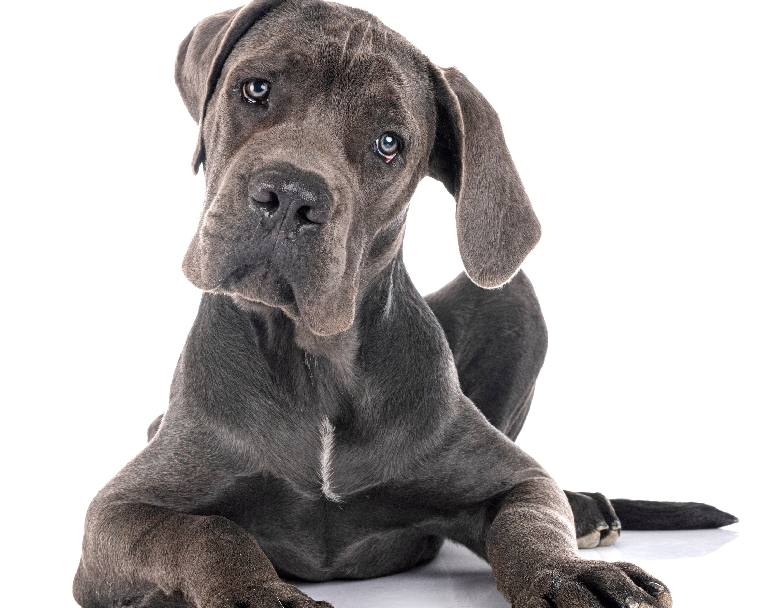 Should You Spay/Neuter Your Giant Breed Dog? What the Latest Research Says