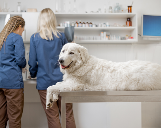 Consistency Is Key: The Secret to Longevity in Giant Breed Dog Care