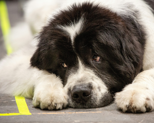 Living Large: Why Giant Breed Dogs Make Great Apartment Companions