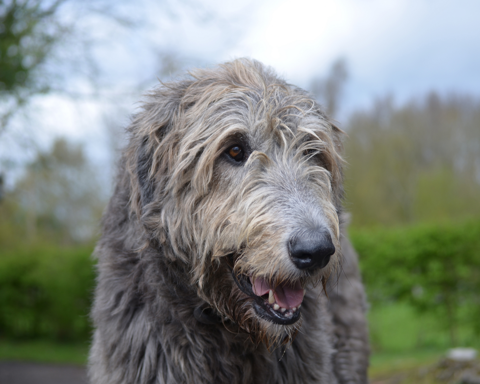 Why Vets Recommend Starting Joint Support Early—Especially for Big Dogs