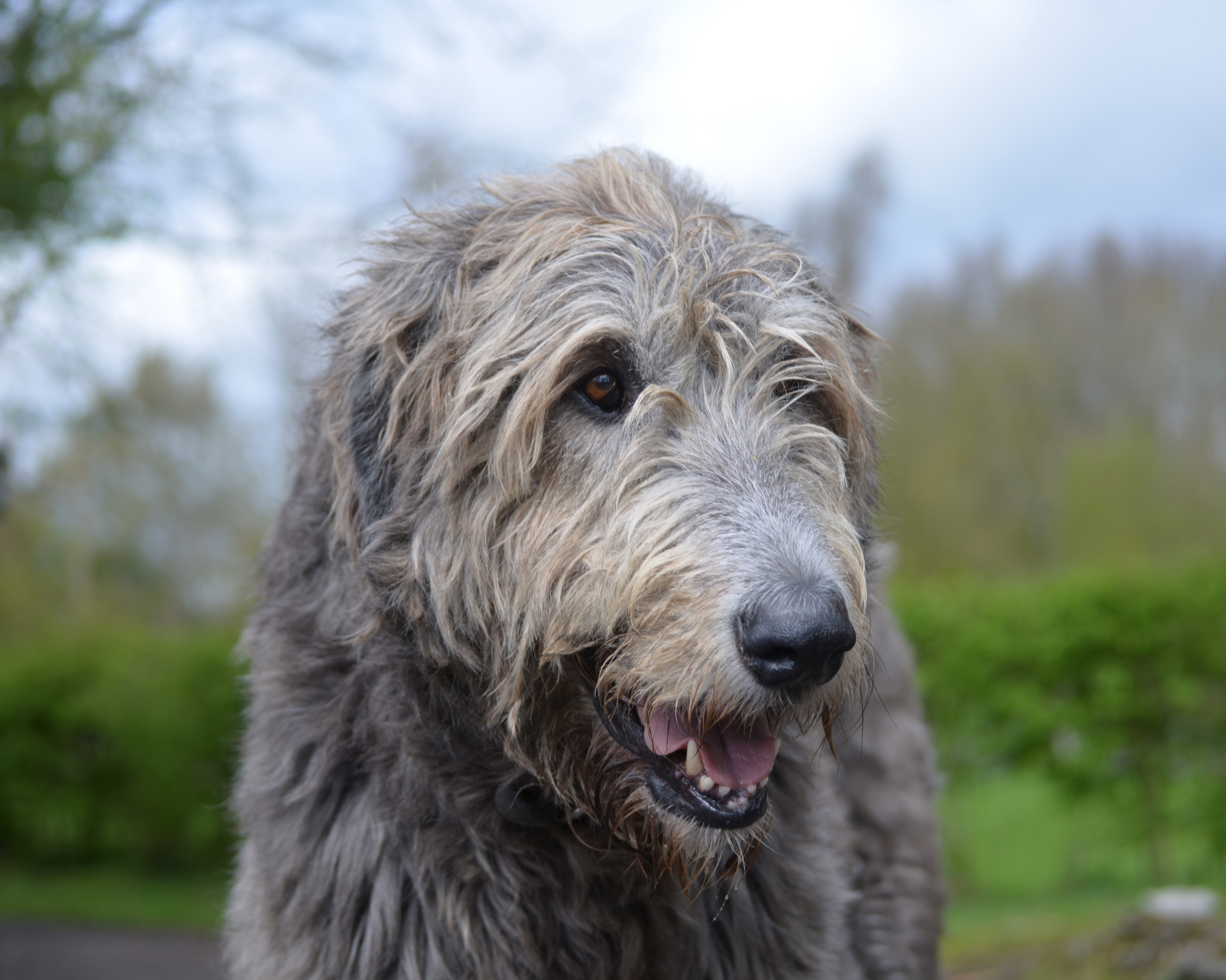 Why Vets Recommend Starting Joint Support Early—Especially for Big Dogs