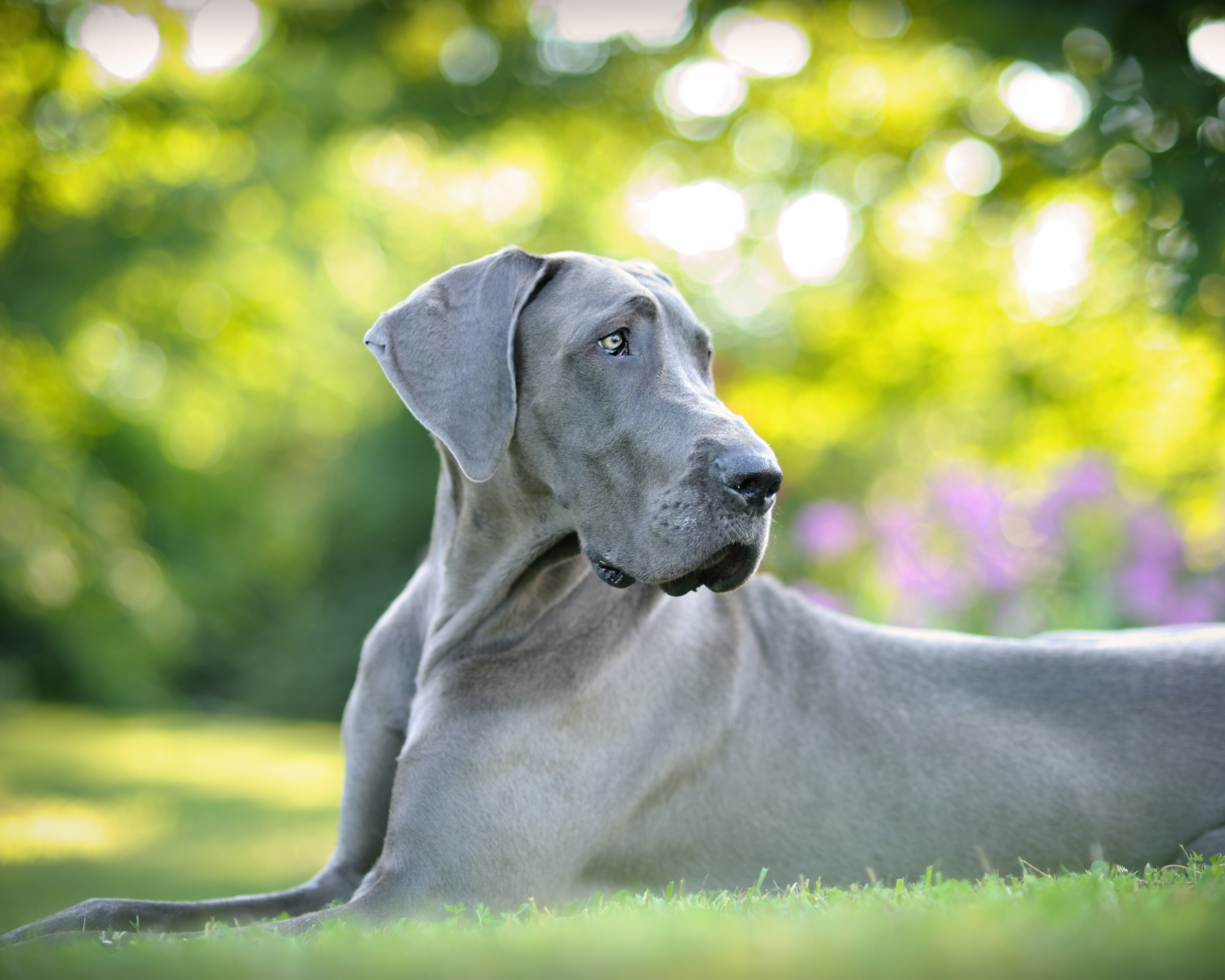 Best Joint Supplements for Great Danes (What to Look For in 2026)