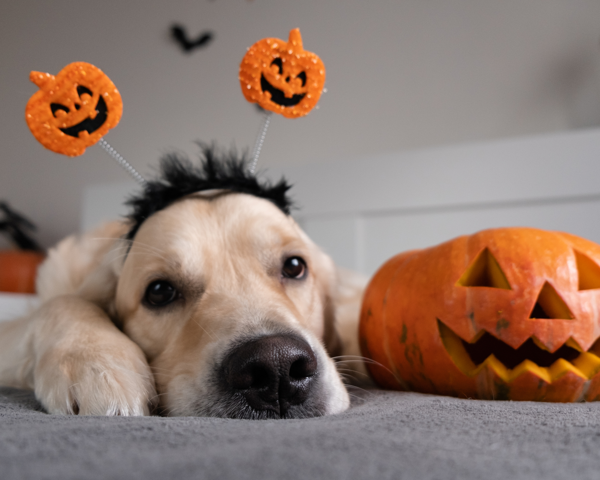 Halloween Guide to Pet-Safe Treats: Keeping Fido Safe from Chocolate and Spooky Sweets