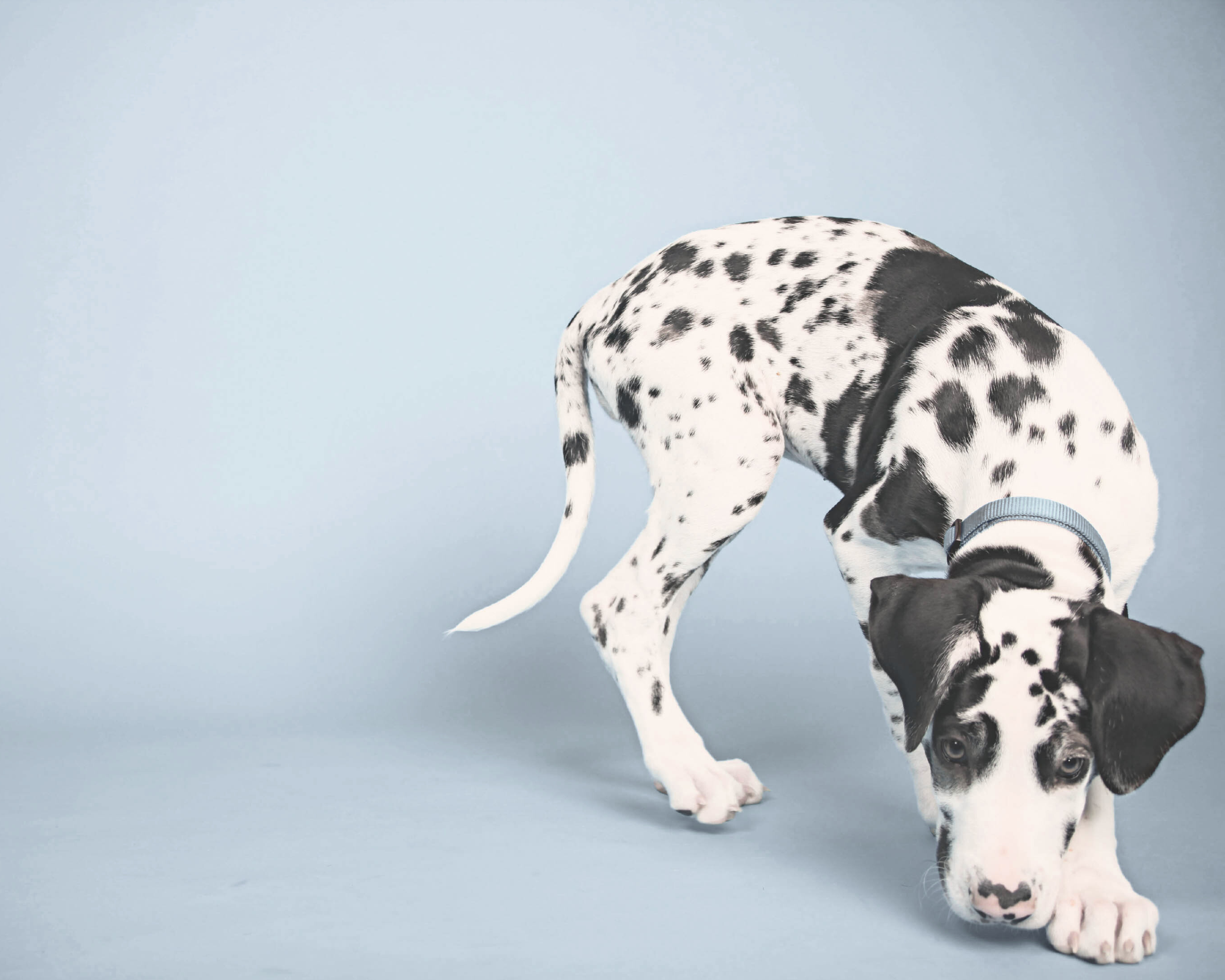 Raising a Giant: How to Support Your Big Puppy’s Fast Growth