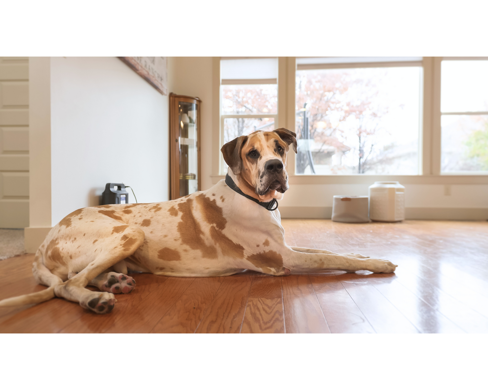 Start the Year Strong: Proactive Joint Care for Giant Breed Dogs