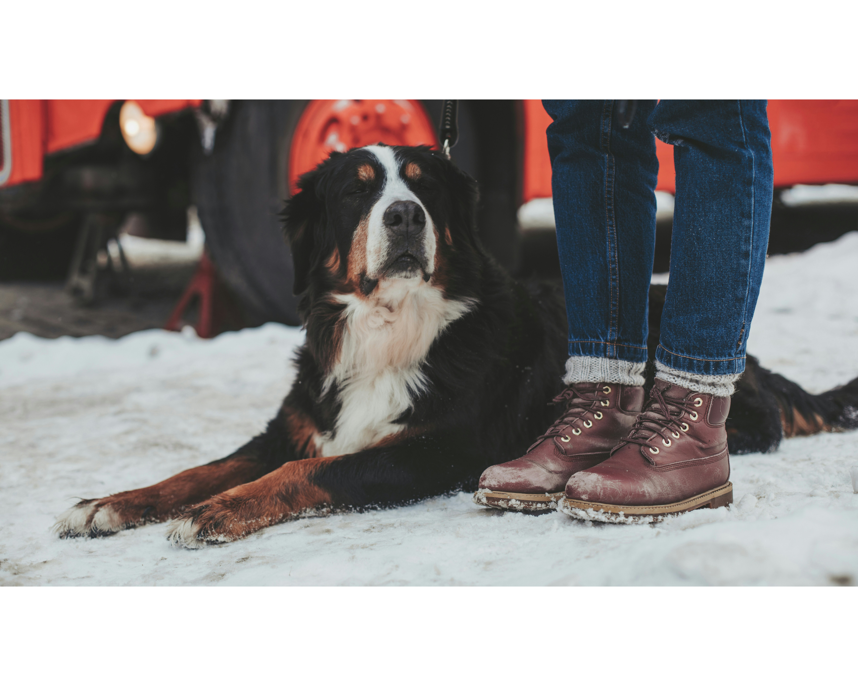 Winter Safety for Your Gentle Giant: Tips for a Safe and Cozy Season