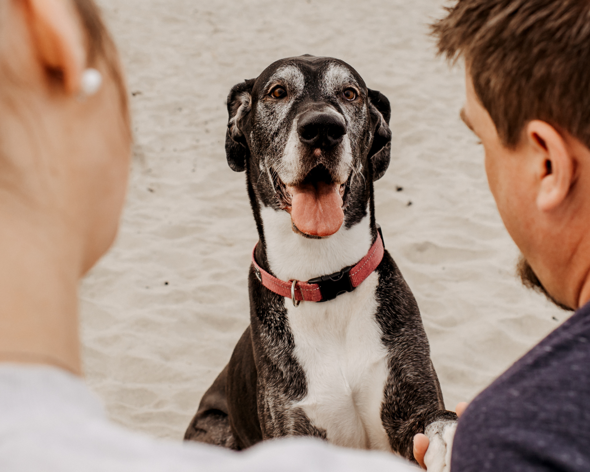 A Love Letter to Big Dogs and the Care They Deserve