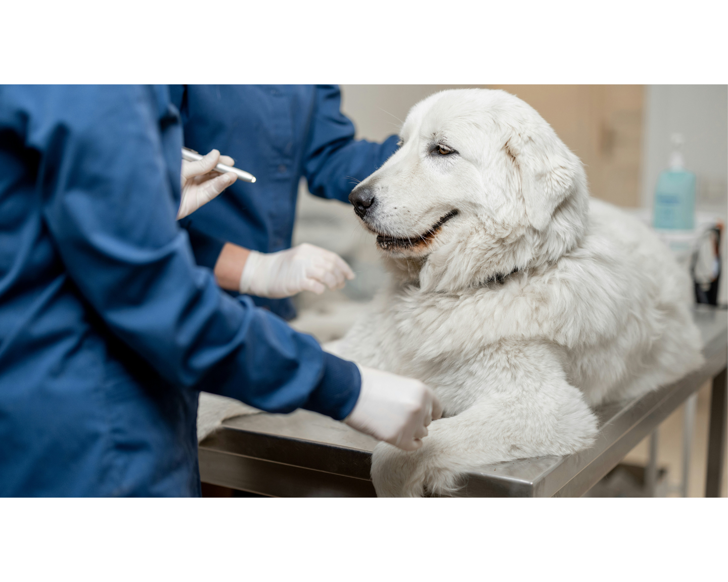 The True Cost of Caring for a Gentle Giant: Vet Costs Explained