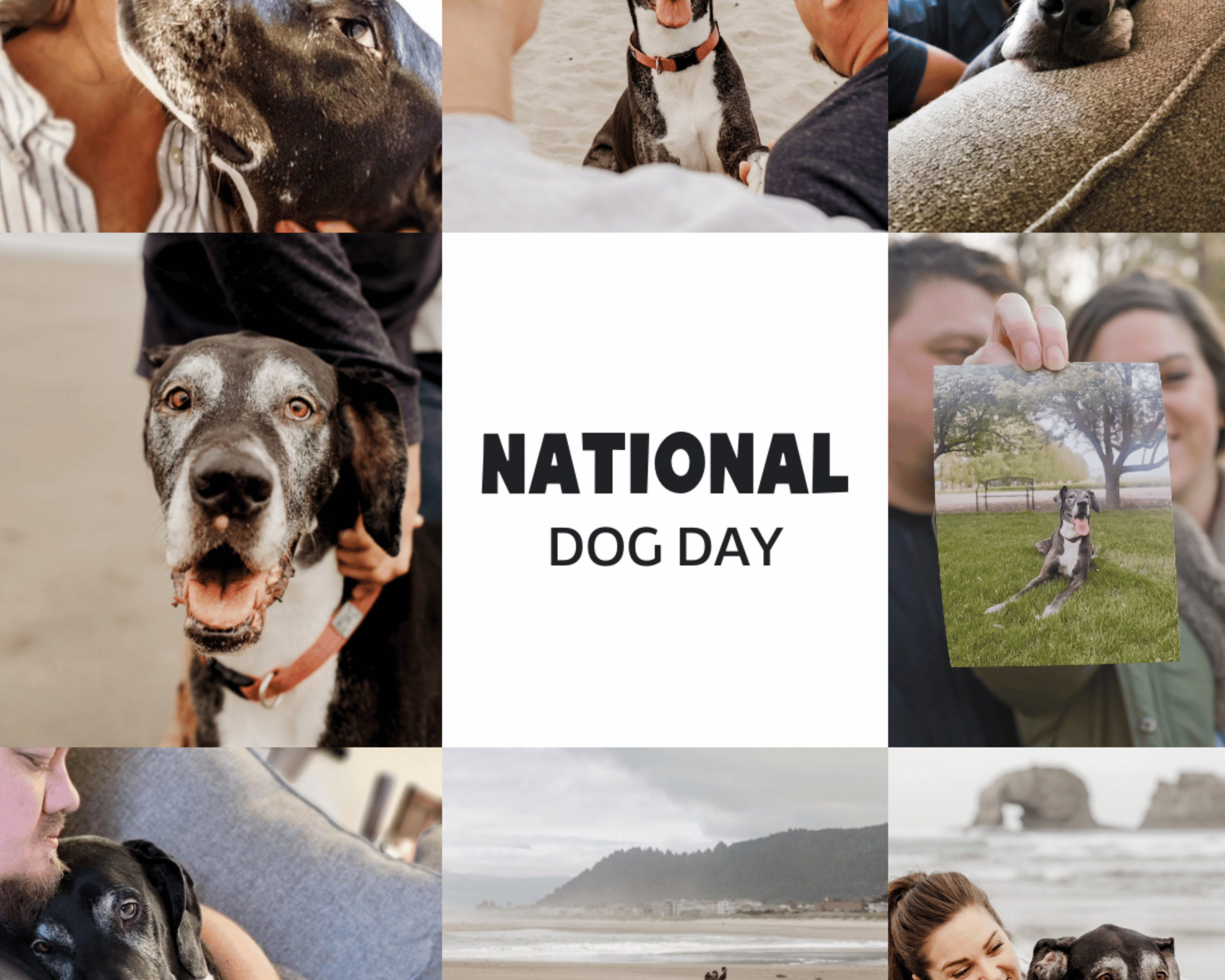 National Dog Day: Honoring Second Chances and the Big Dogs Who Deserve Them
