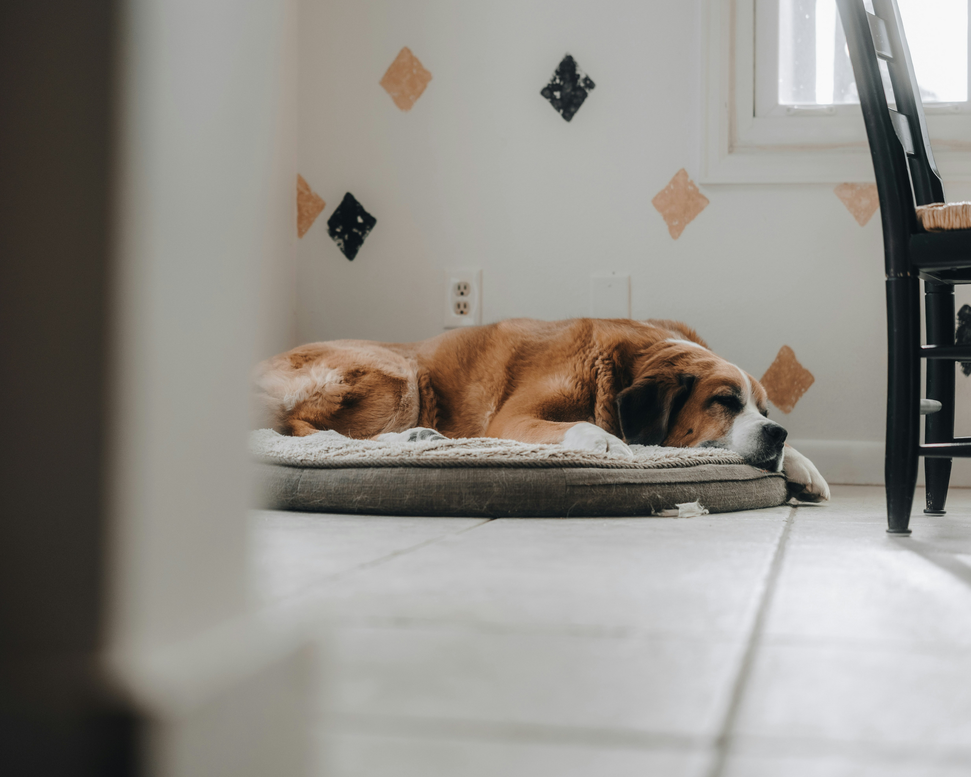 The Hidden Labor of Loving a Giant Breed