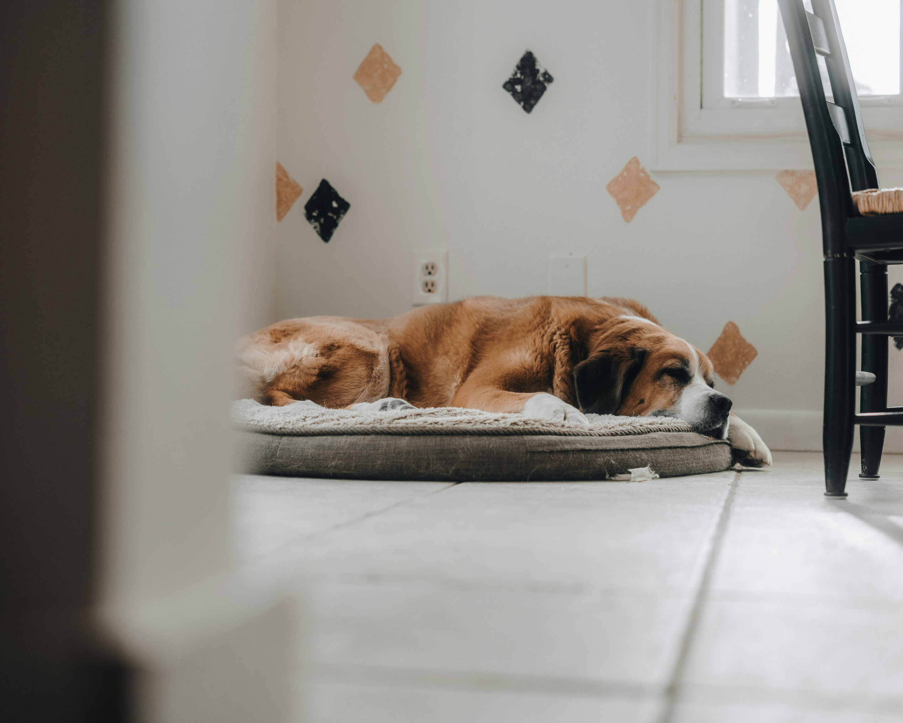 The Hidden Labor of Loving a Giant Breed