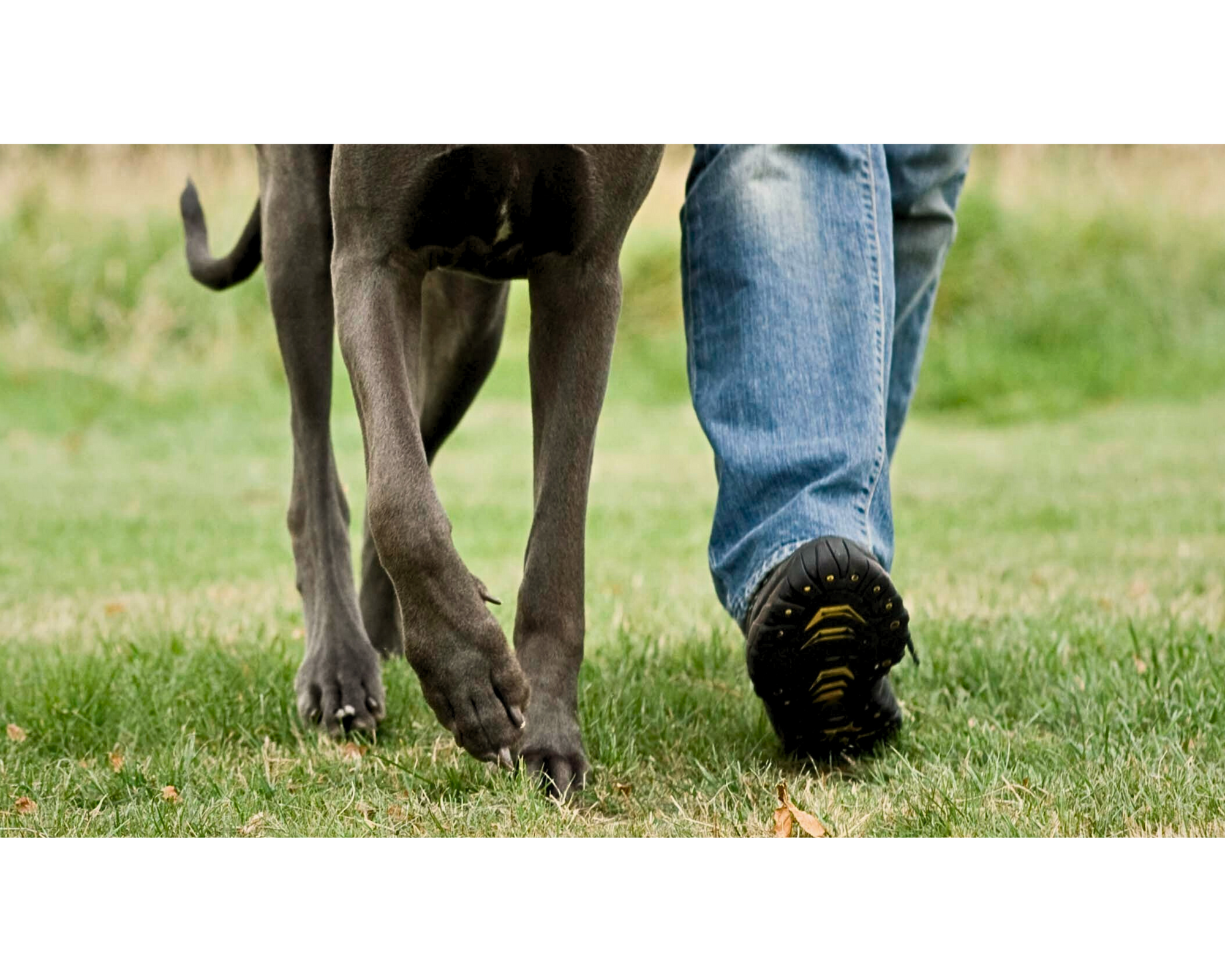 New Year, New Tricks: Training Goals for Your Giant Breed Dog