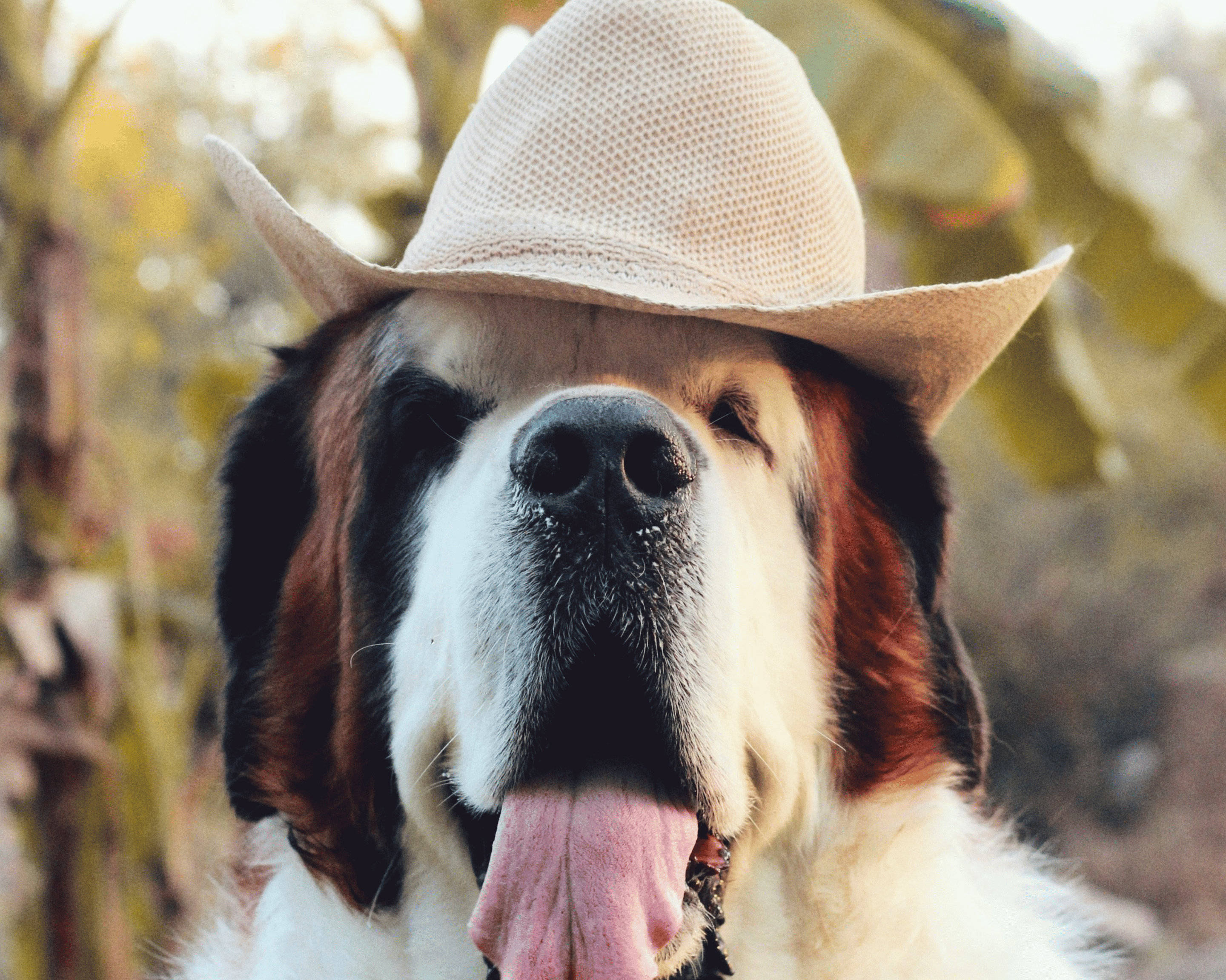 5 Fall-Friendly Activities for Big Dogs (That Won’t Wreck Their Joints)